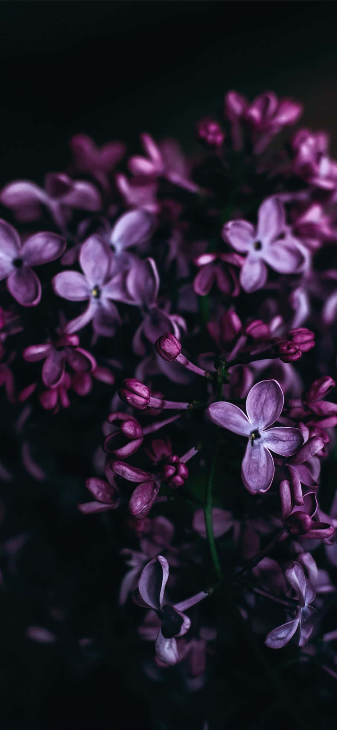 O floare violet vibrantă înflorind la soare Fundal