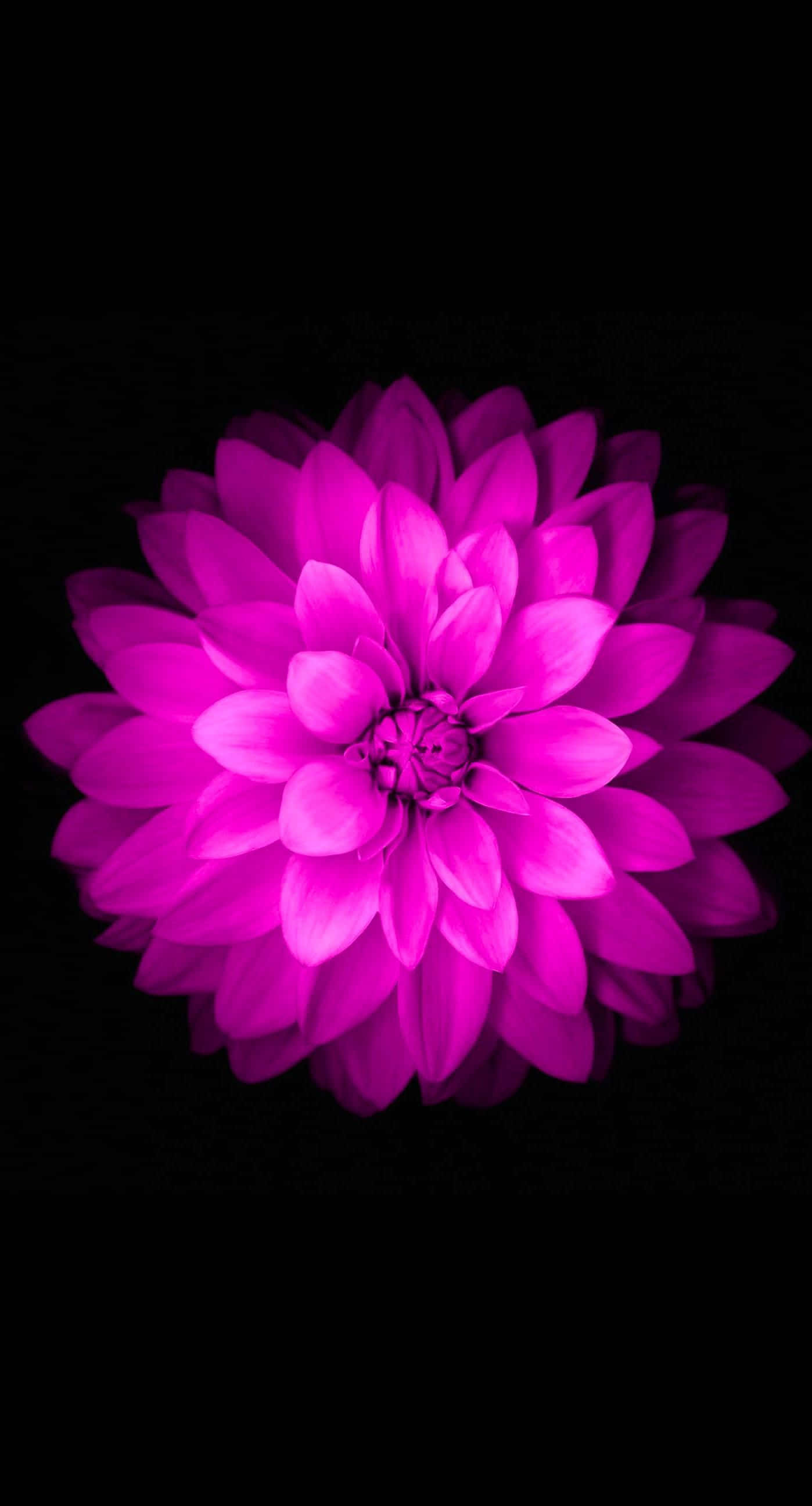 o floare violetă pe un fundal negru Fundal
