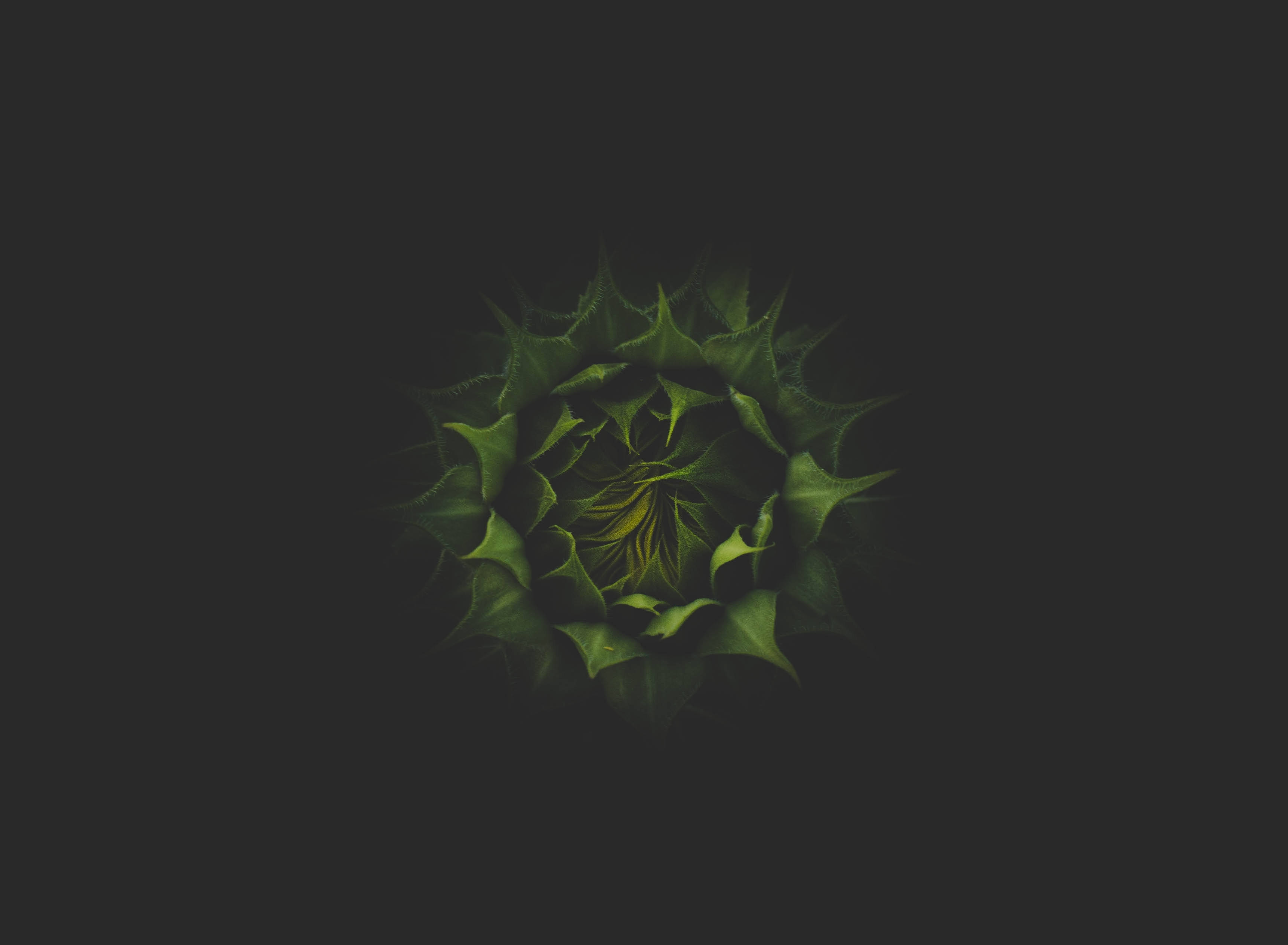 O floarea-soarelui frumoasă și roșie strălucește pe un fundal bogat, verde închis. Fundal