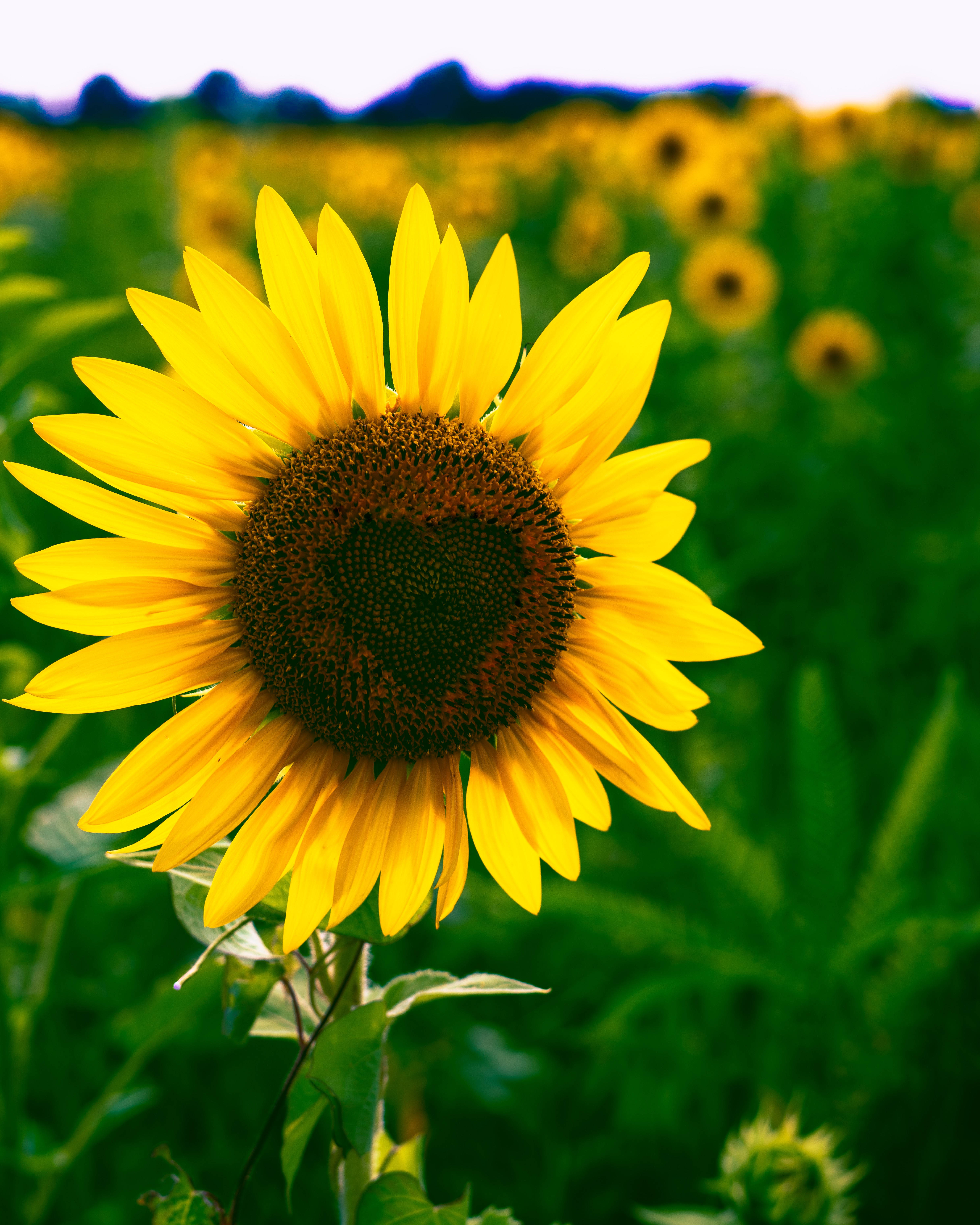 O fotografie macro a unei floarea-soarelui cu florișori în formă de inimă în disc. Fundal