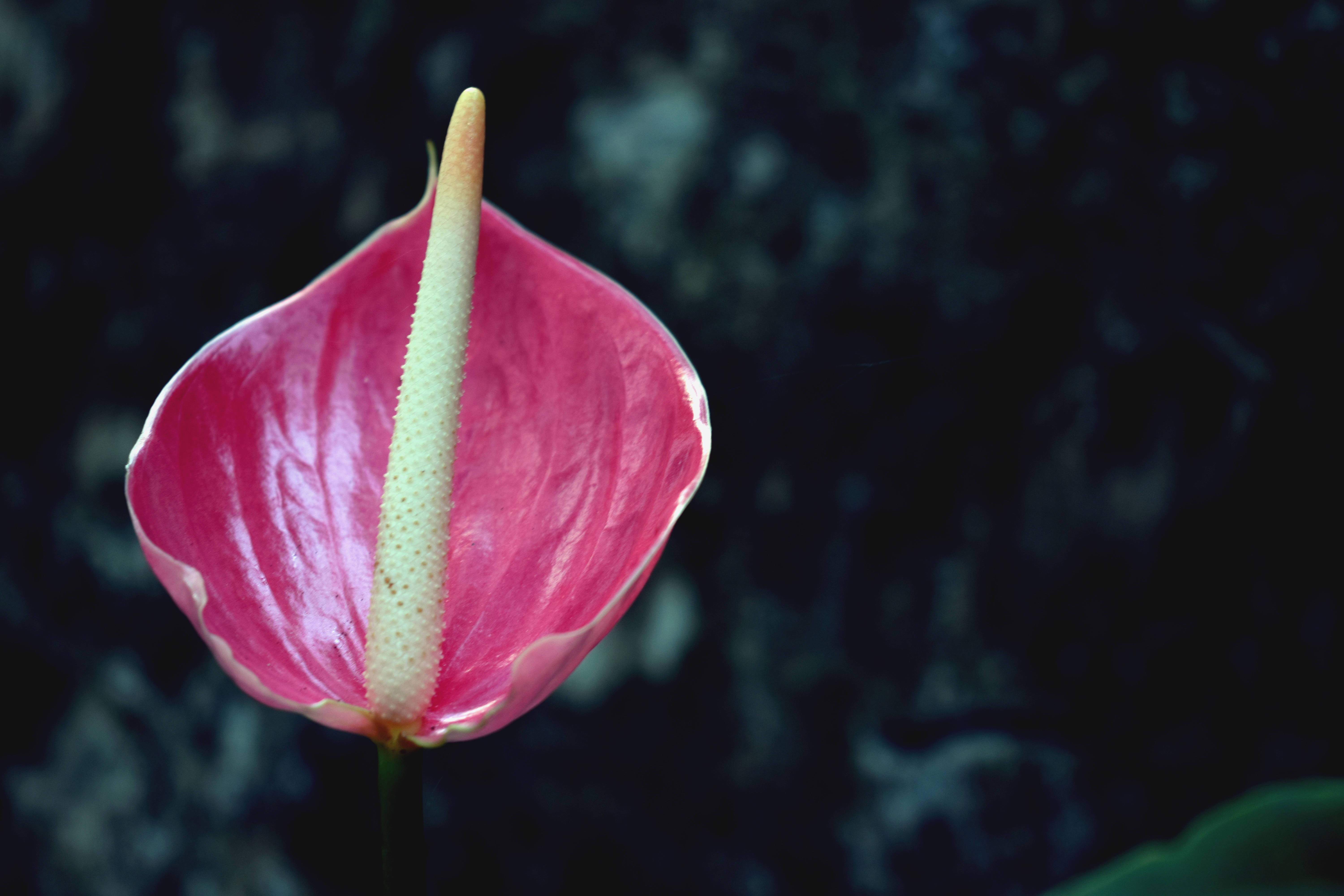 O frumoasă floare de Anthurium roz Fundal