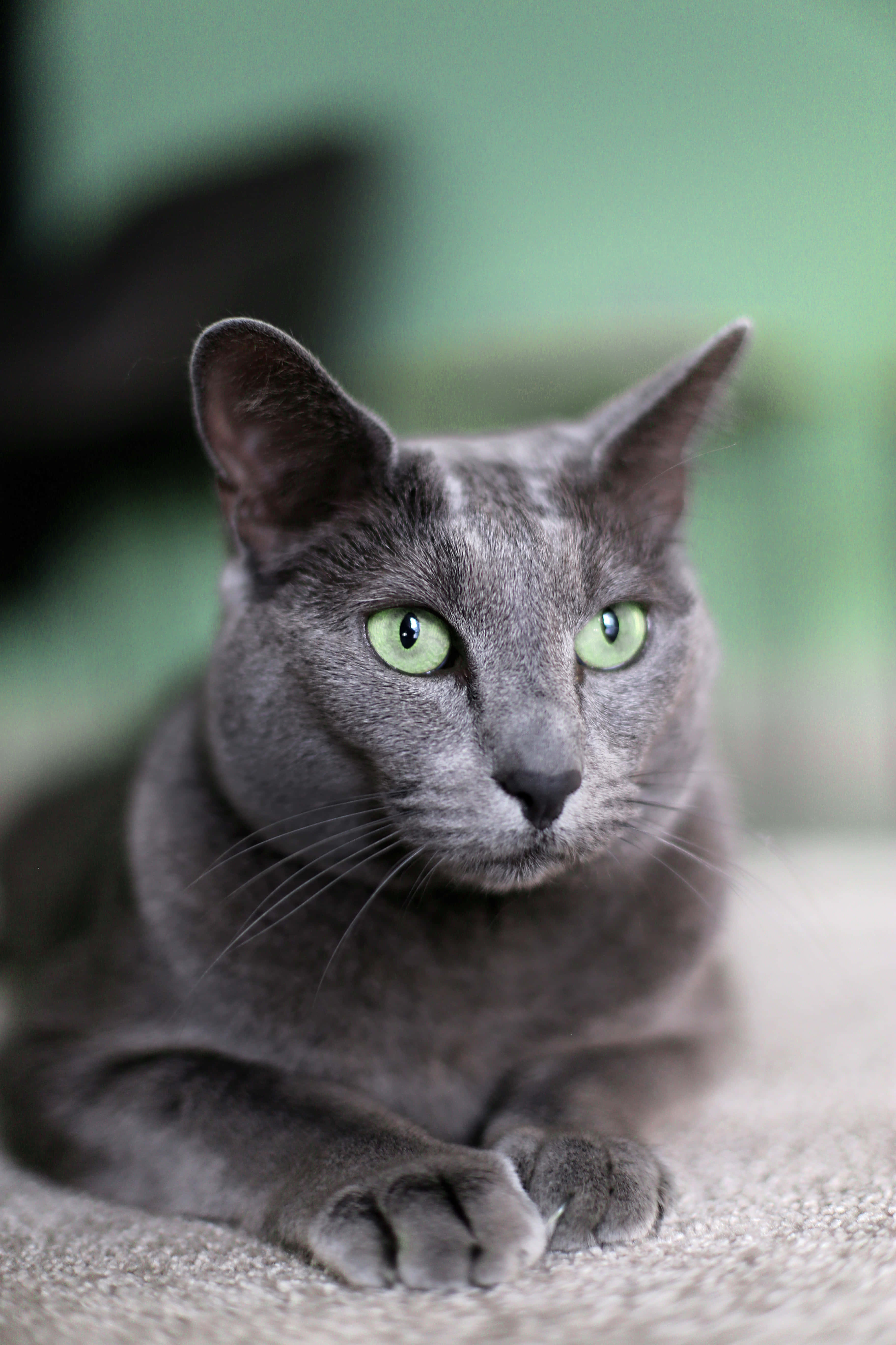 O frumoasă pisică Russian Blue la soare Fundal