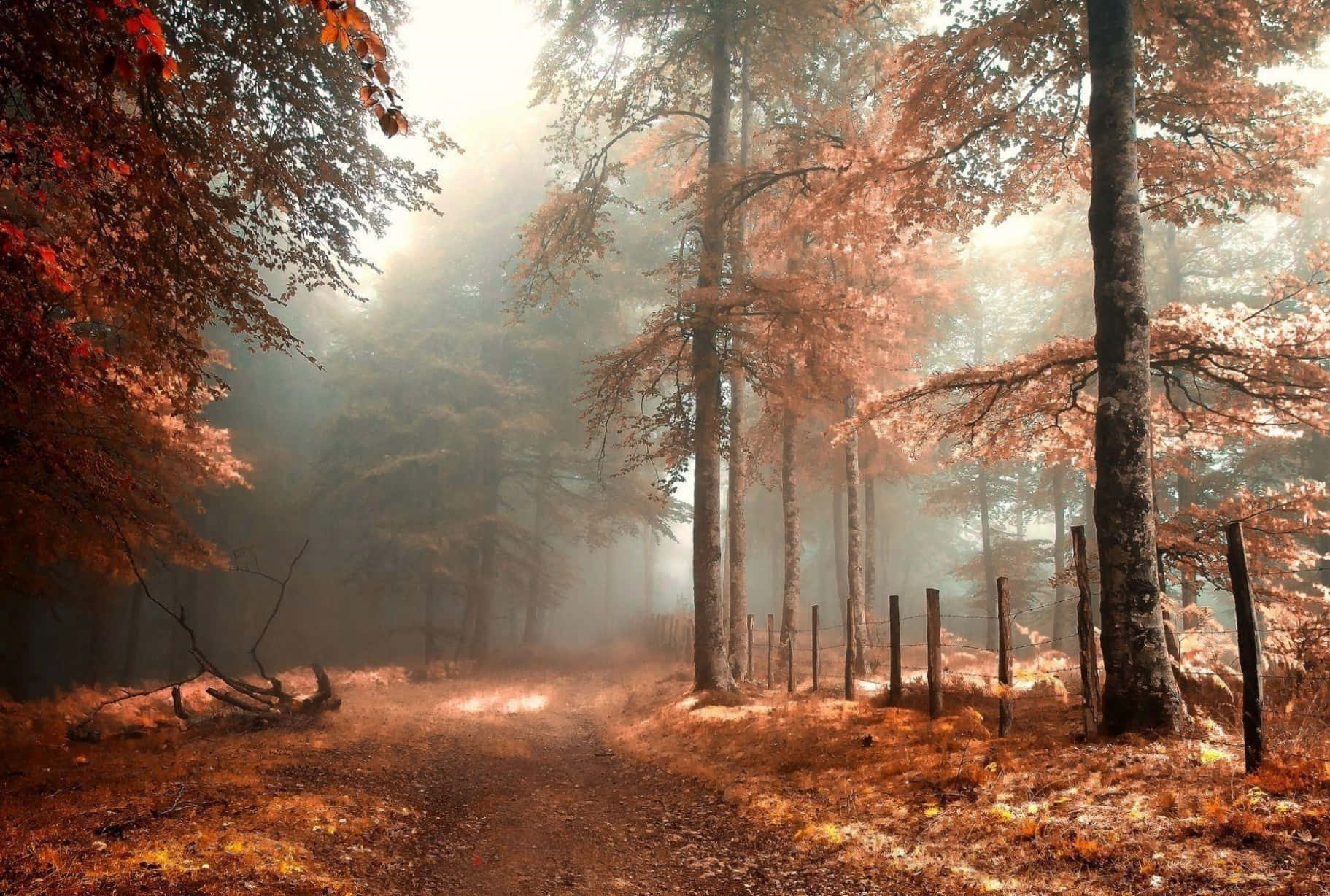 O frumoasă scenă de toamnă a unei păduri colorate Fundal