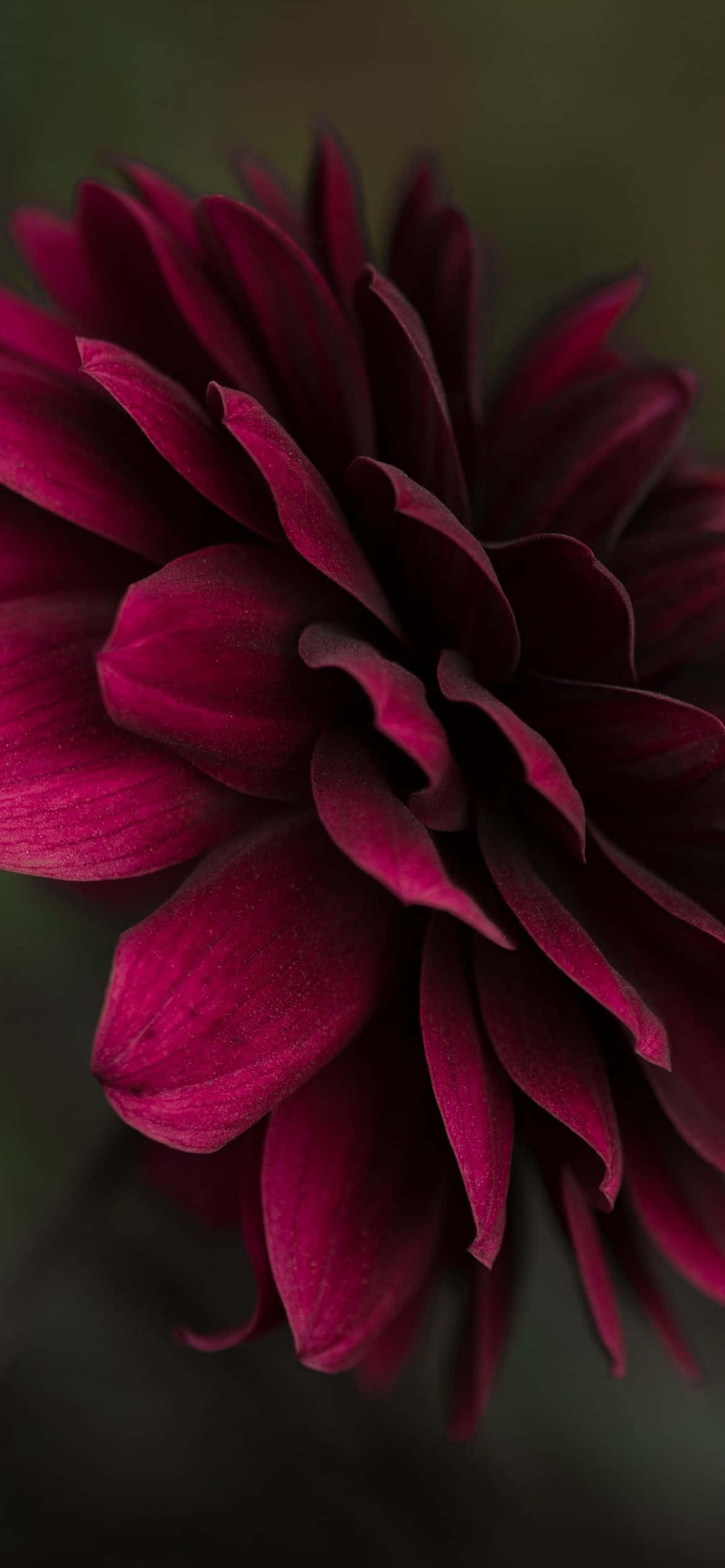 o imagine apropiată a unei flori violet Fundal