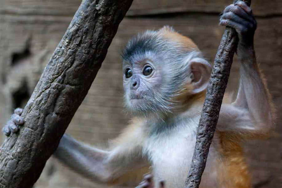 O maimuță adorabilă și curioasă Fundal