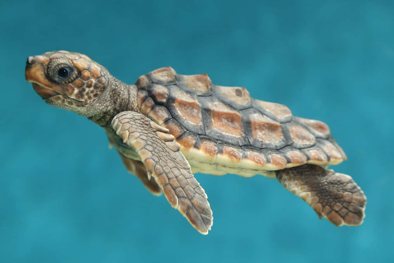 O mică țestoasă de mare privind în sus la cameră Fundal
