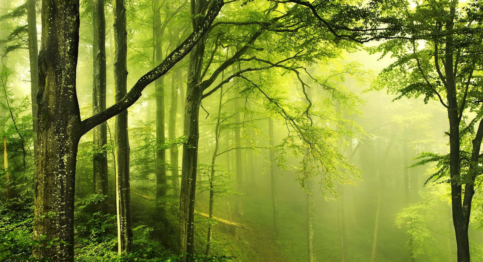 o pădure verde cu copaci și ceață Fundal