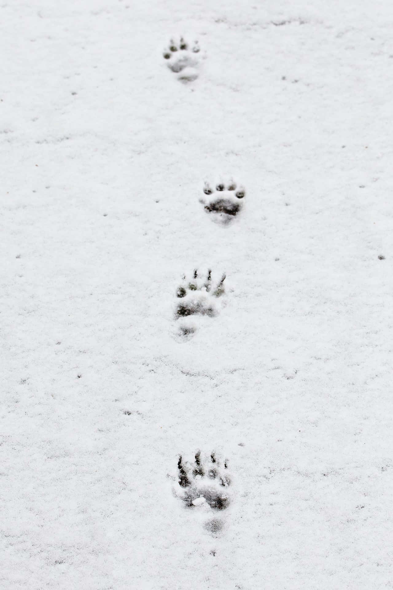 o pereche de urme de labe în zăpadă Fundal