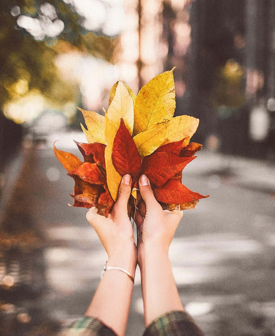o persoană care ține un buchet de frunze de toamnă Fundal