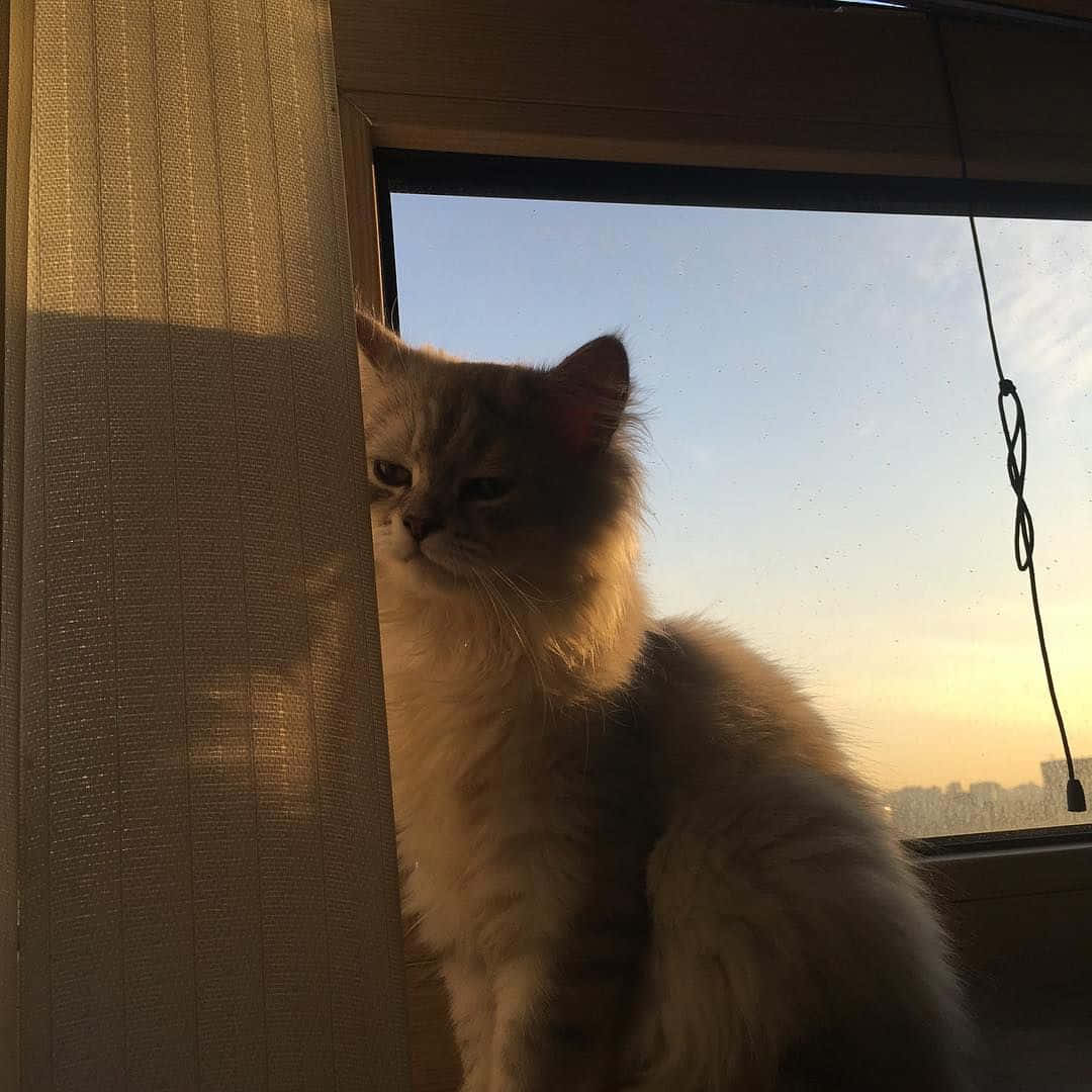 O pisică estetică gata să toarcă Fundal