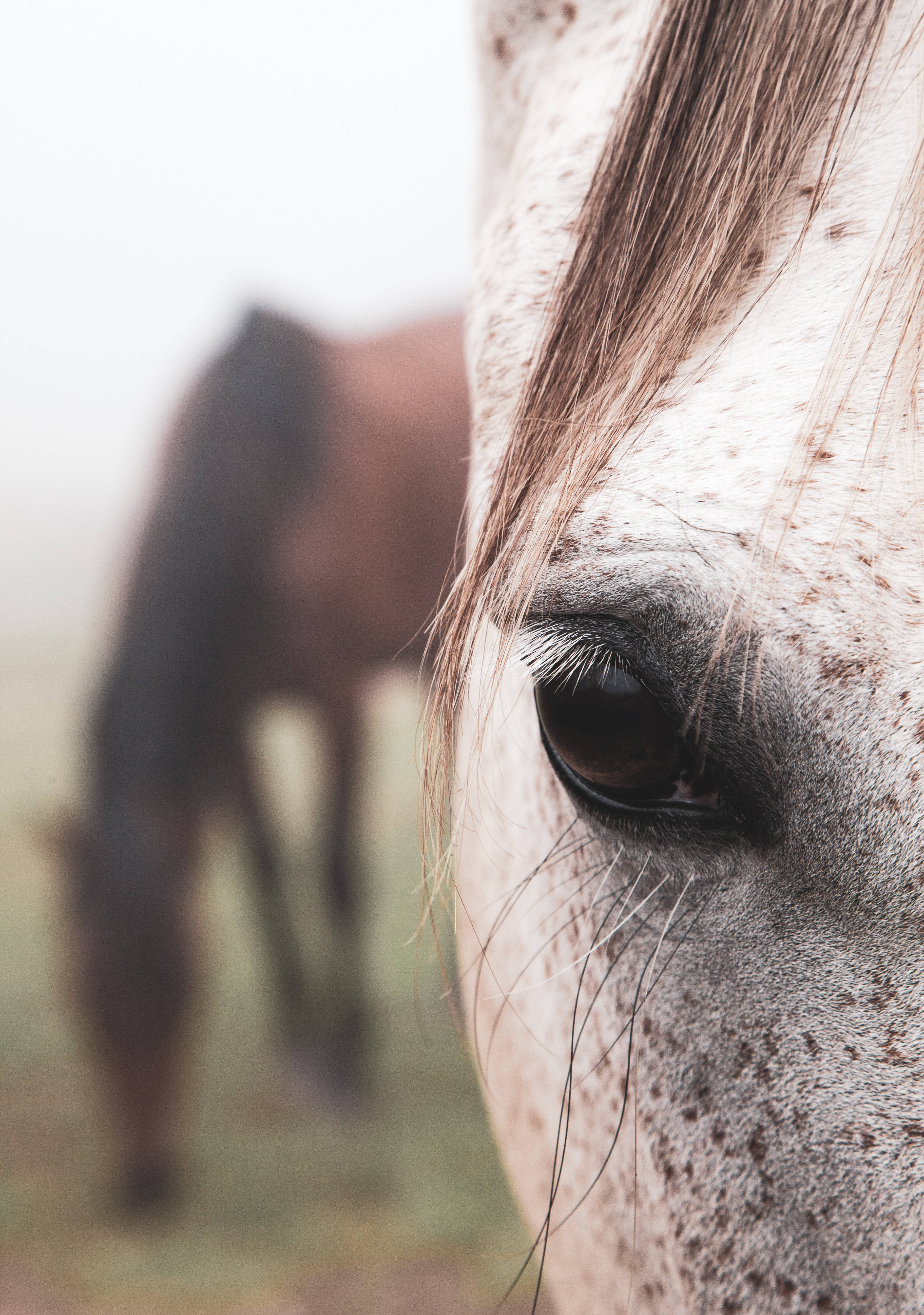 O privire atentă în ochiul maro intens al unui cal Appaloosa Fundal