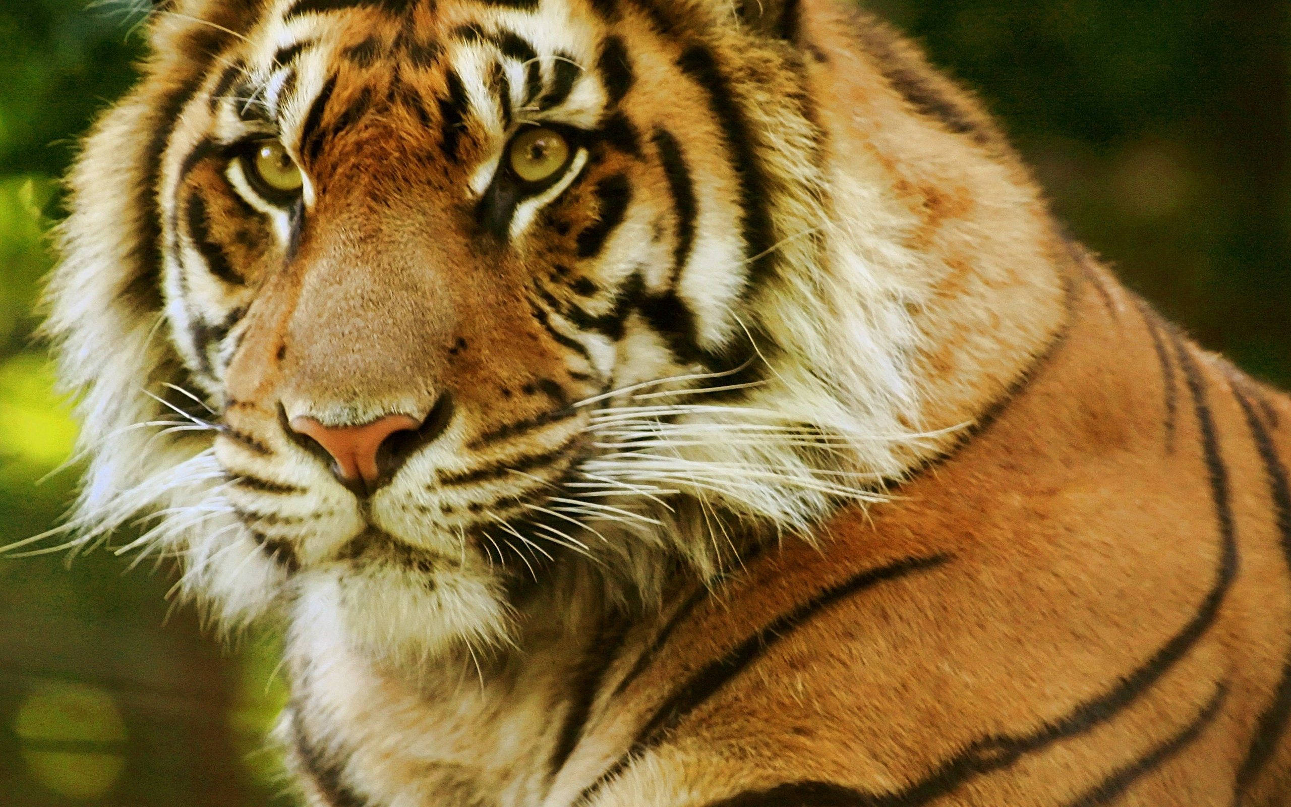 O privire pătrunzătoare a Regelui Junglei Fundal