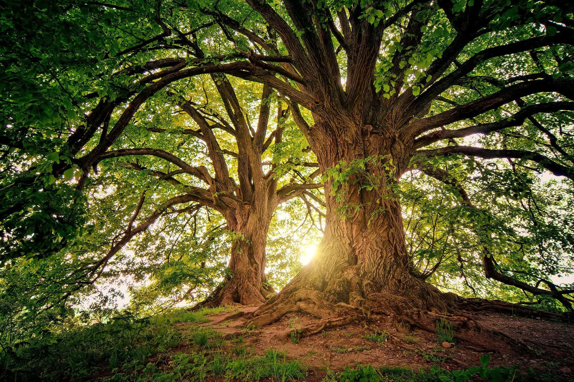 O scenă pitorescă dintr-o pădure de copaci Fundal
