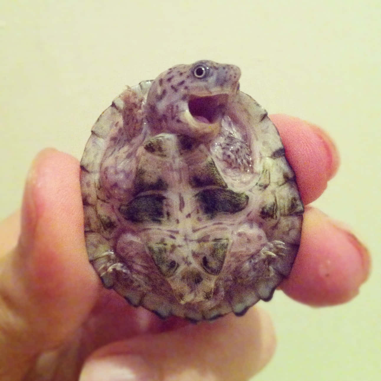 O țestoasă mică adorabilă Fundal