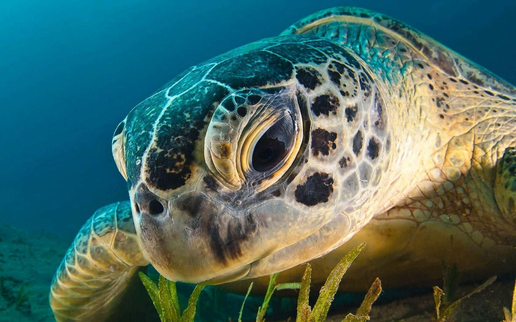 o țestoasă verde înoată în ocean Fundal