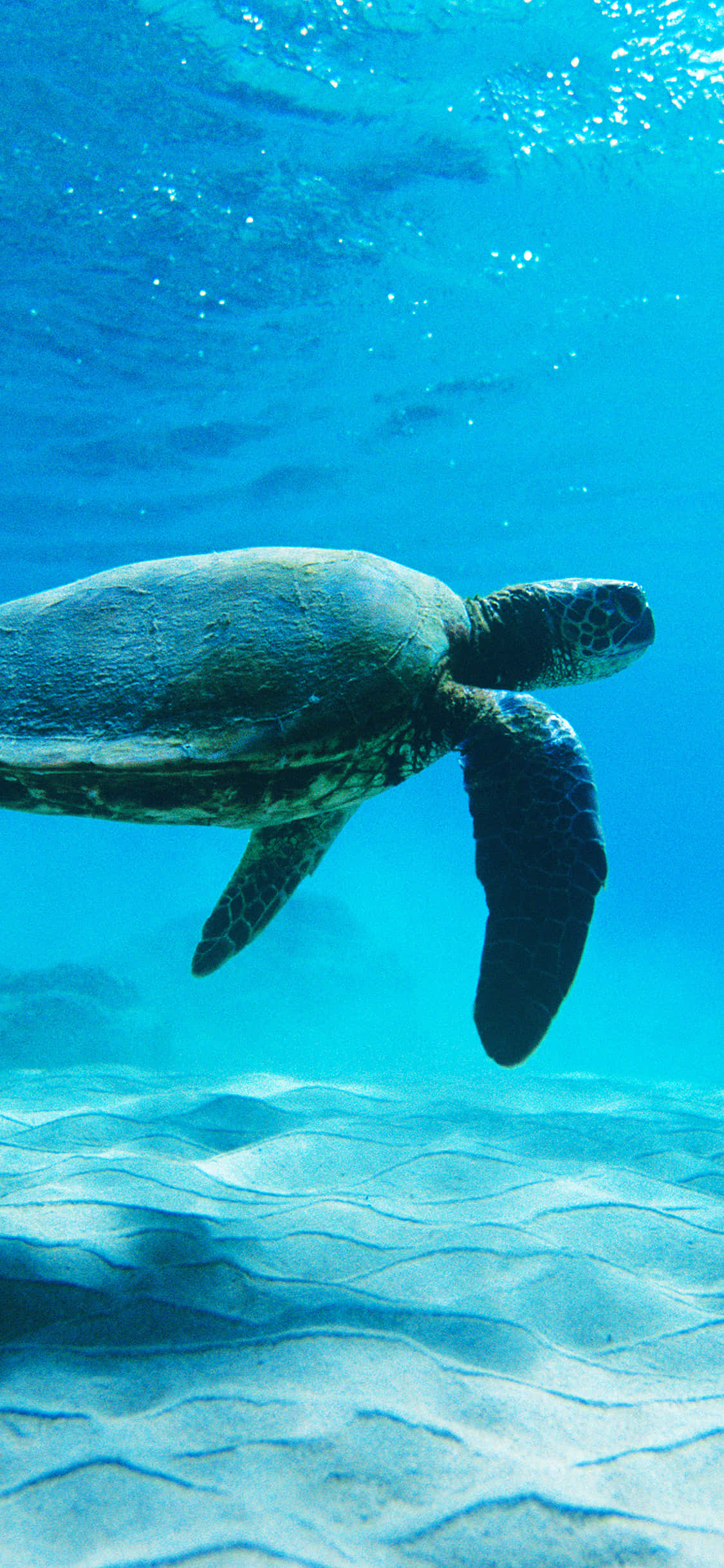 o țestosă înotând în ocean Fundal