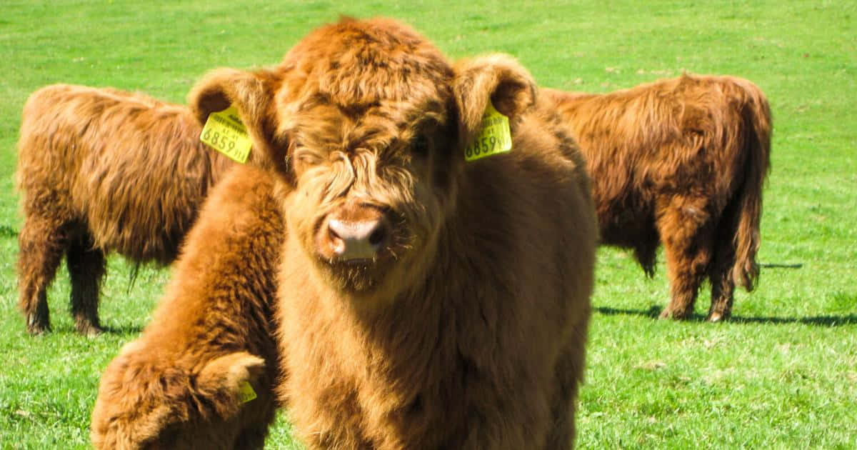 O vacă adorabilă care privește în sus cu ochi mari Fundal