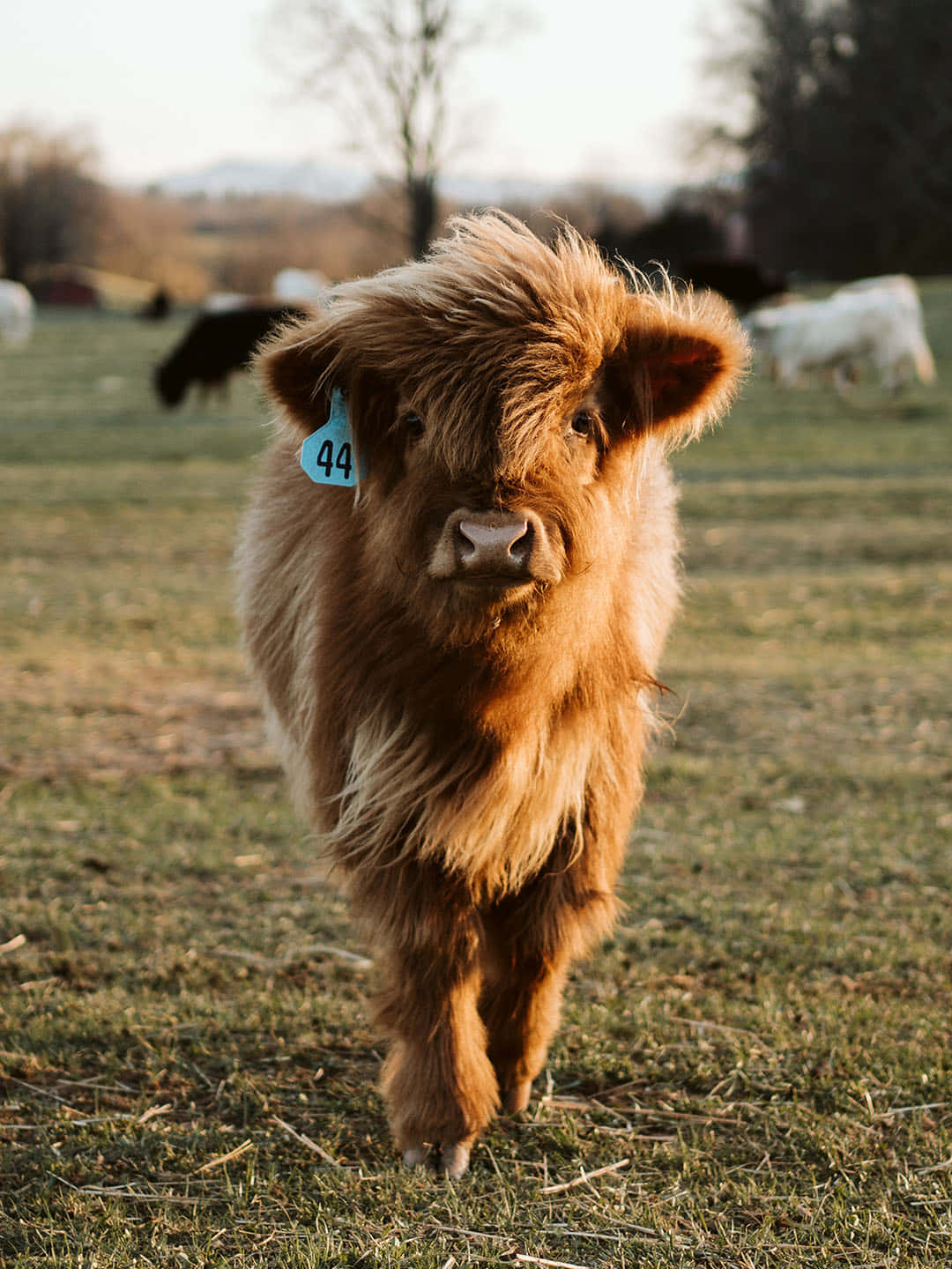 O vacă adorabilă privind în depărtare Fundal