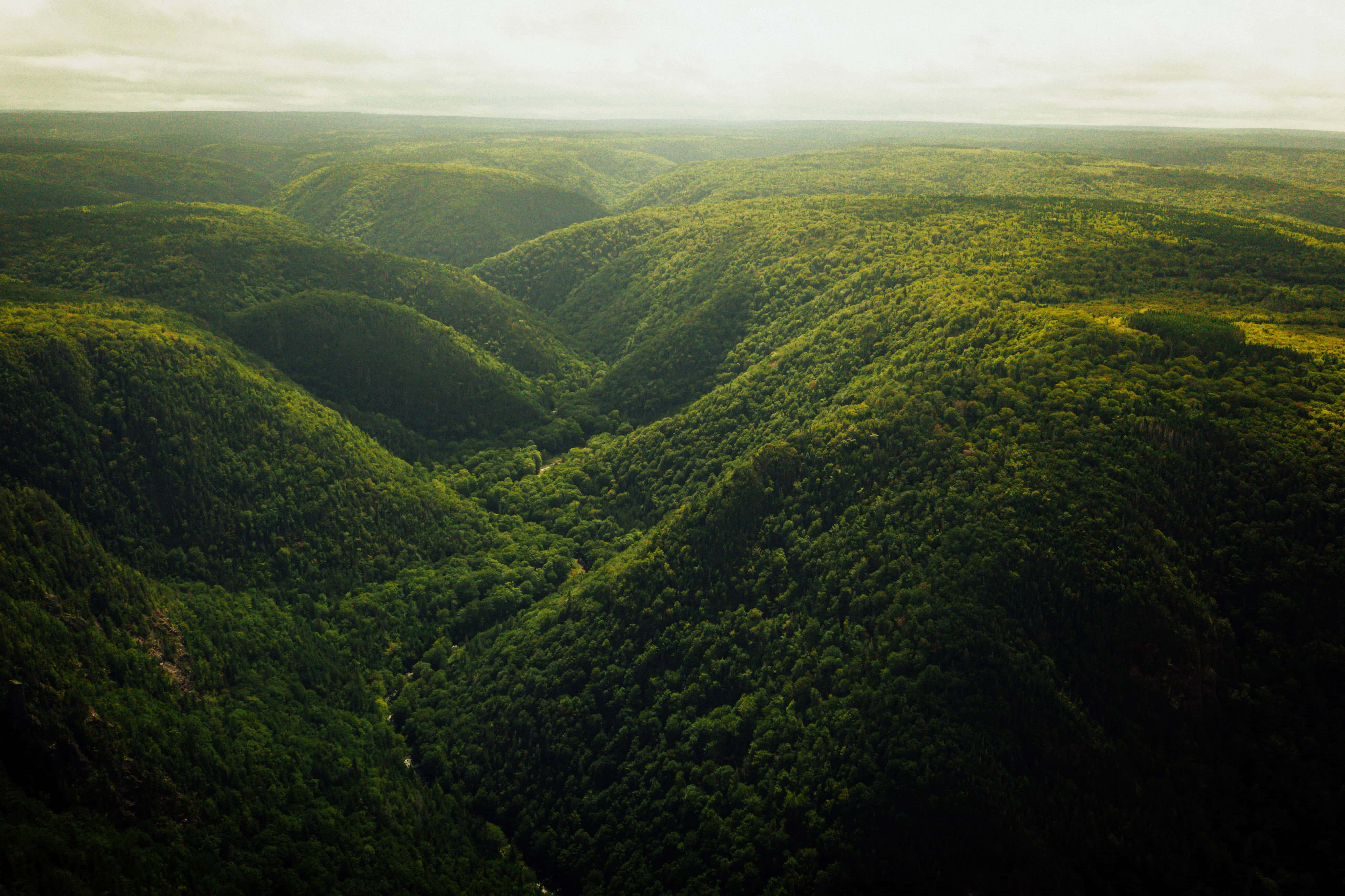 o vale verde cu copaci Fundal