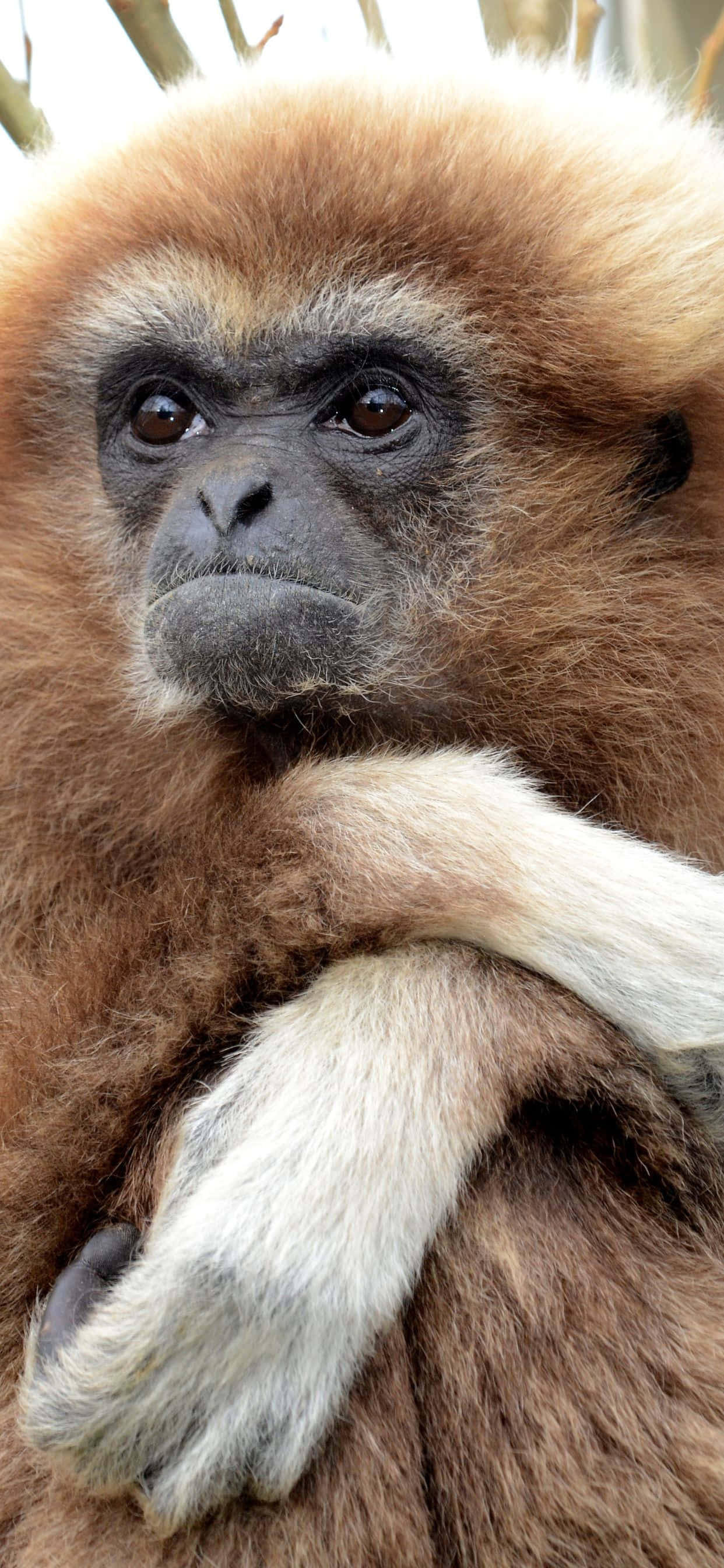 O vedere apropiată a impresionantului iPhone XS Max Gibbon Fundal