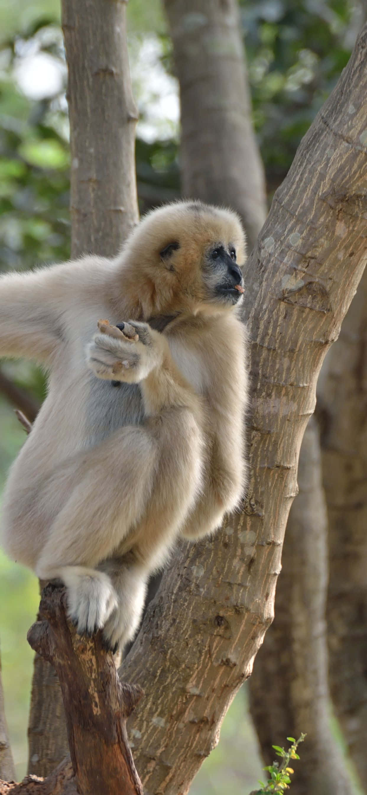 O vedere impresionantă a iPhone Xs Max și a unui Gibbon Fundal