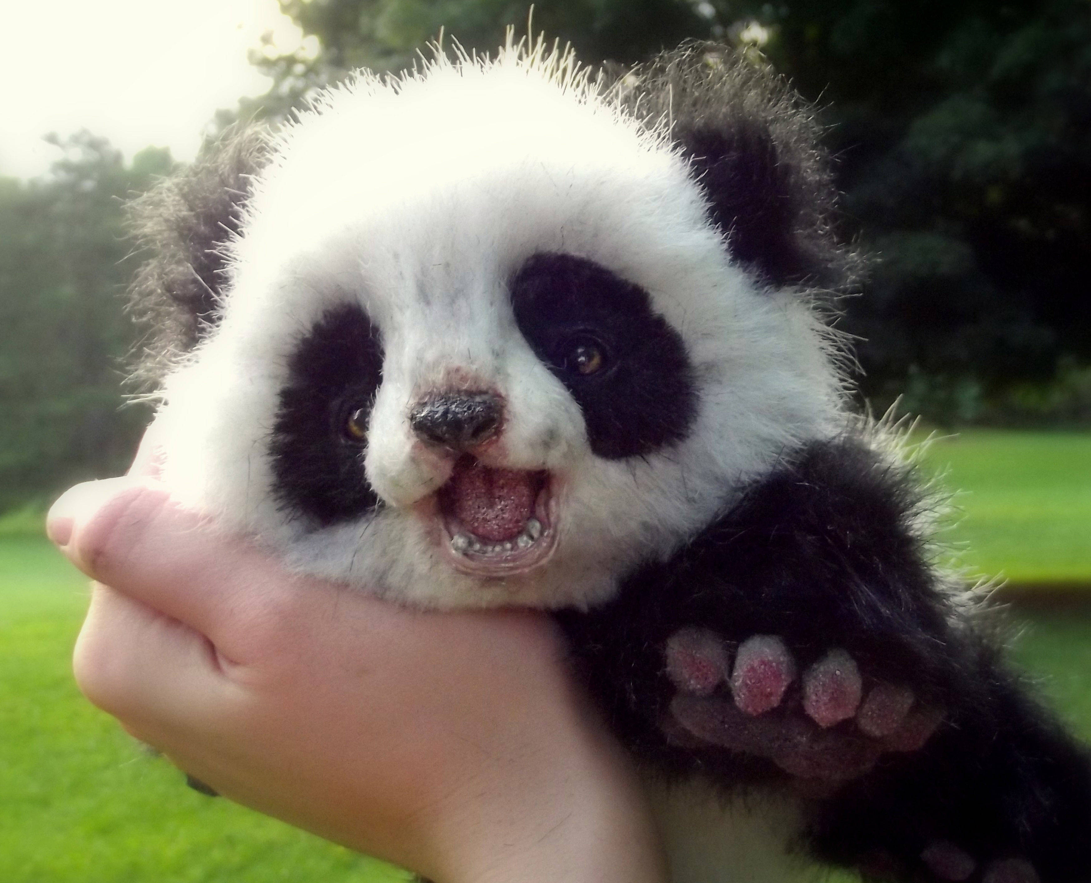 Obrazul strâns al panda bebe Fundal