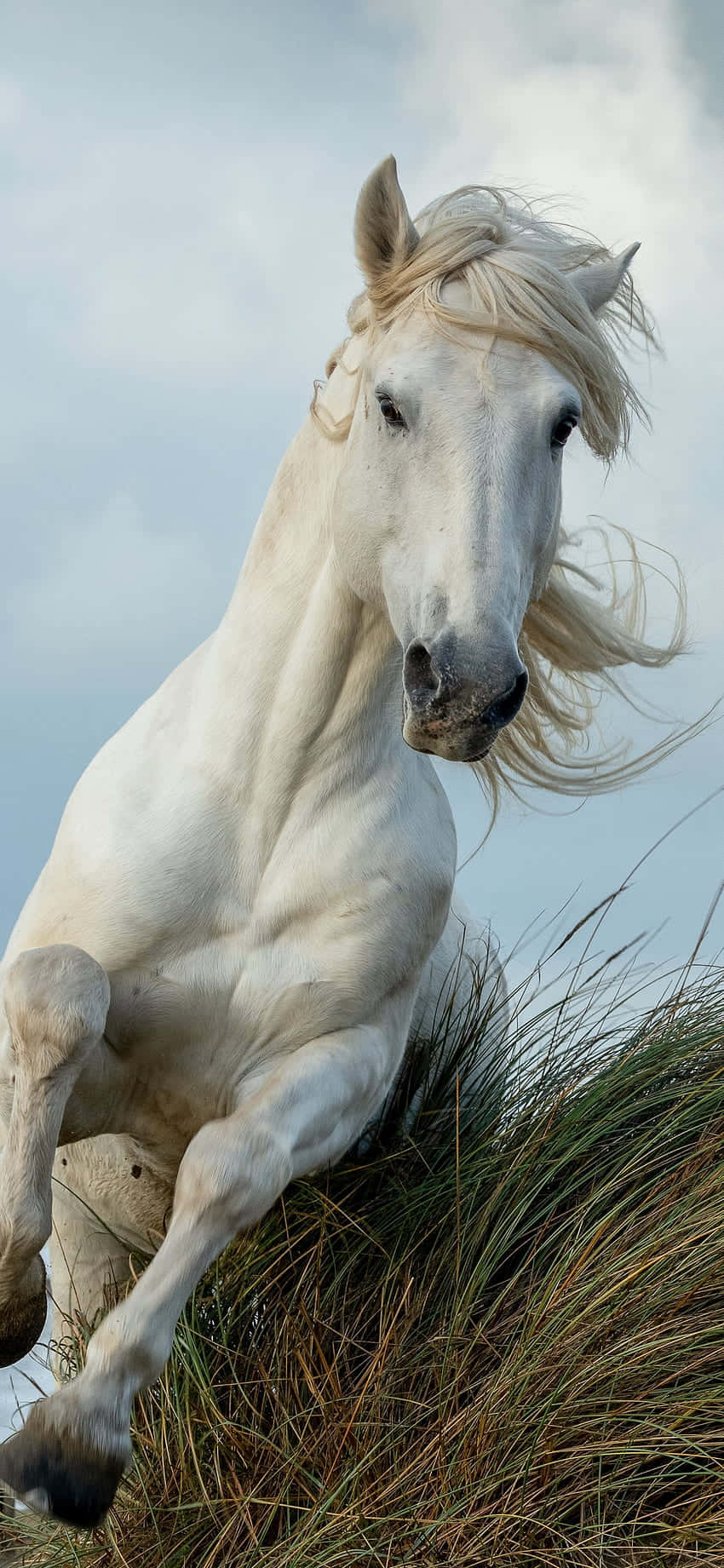 Obține Forța și Frumusețea cu Beautiful Horse iPhone Fundal