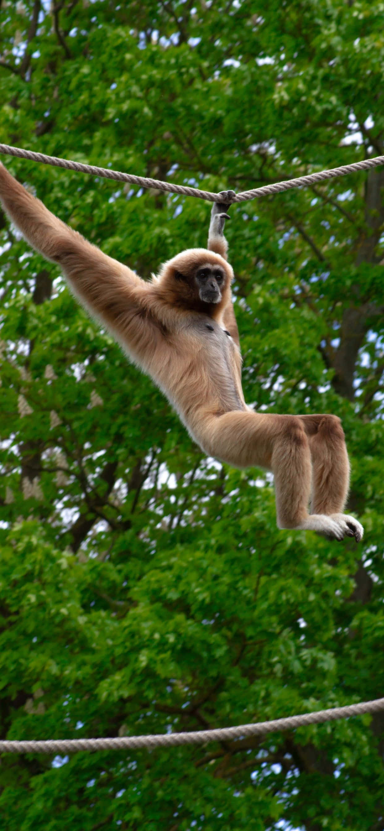 Obține noul iPhone Xs Max Gibbon și alăturați-vă viitorului tehnologiei. Fundal