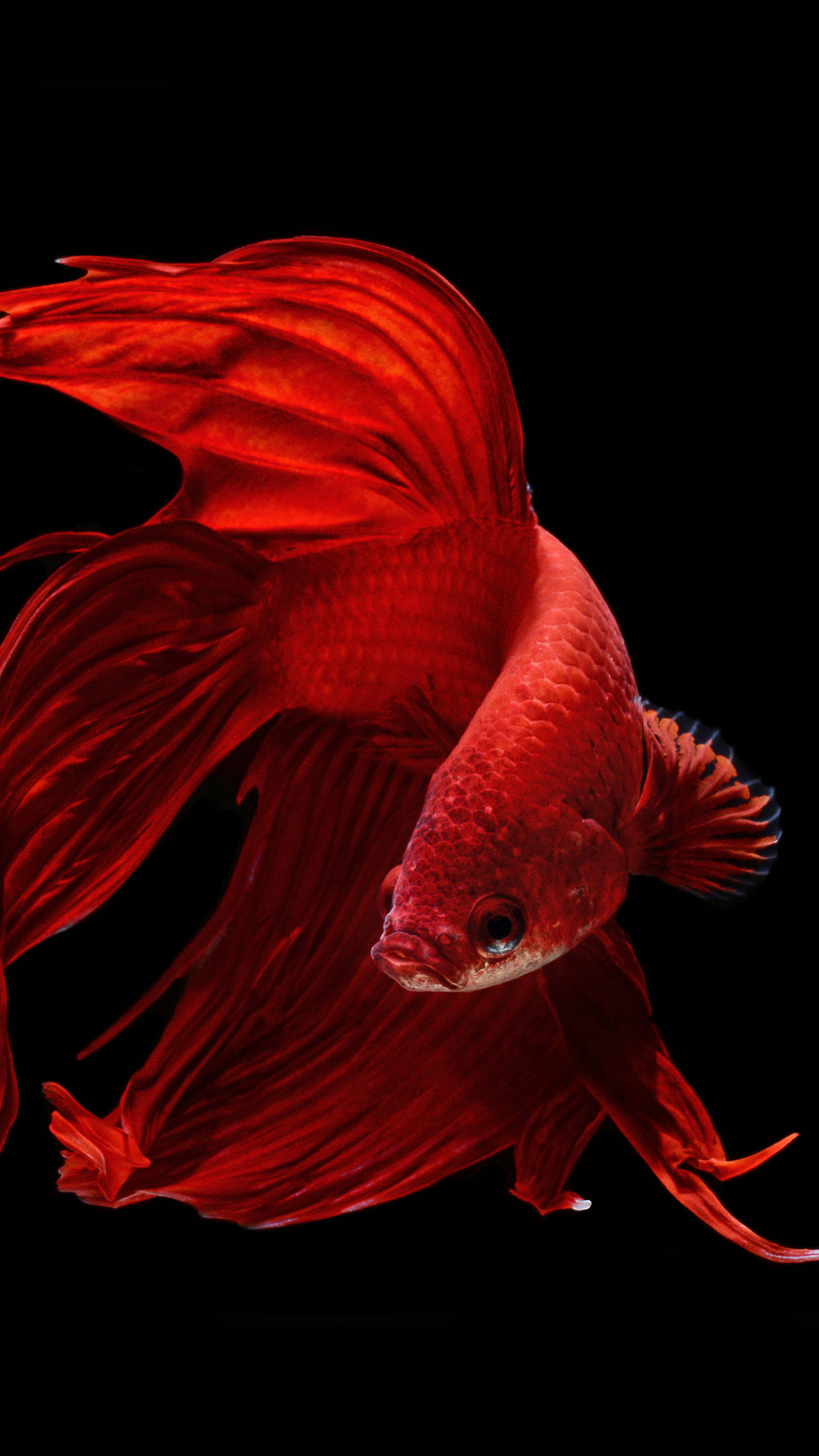 OLED Streamlined Goldfish Fundal