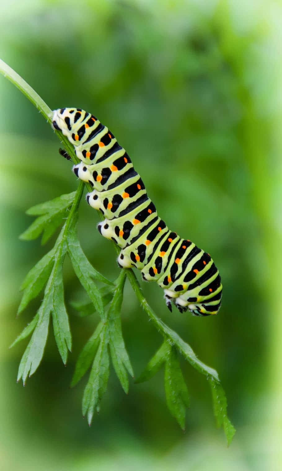 Insecte Omizi Verzi Fundal