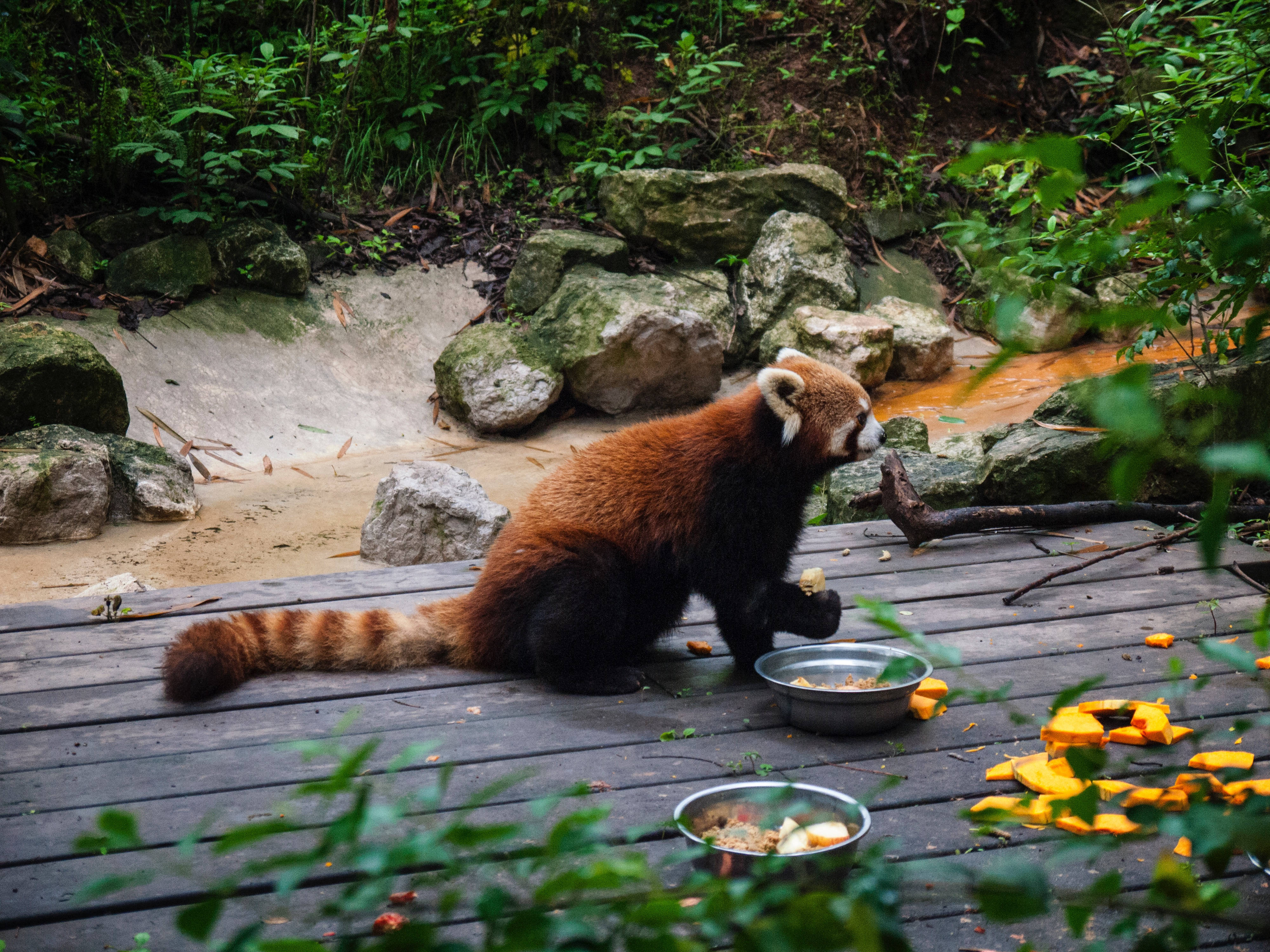 Ora mesei panda roșu Fundal