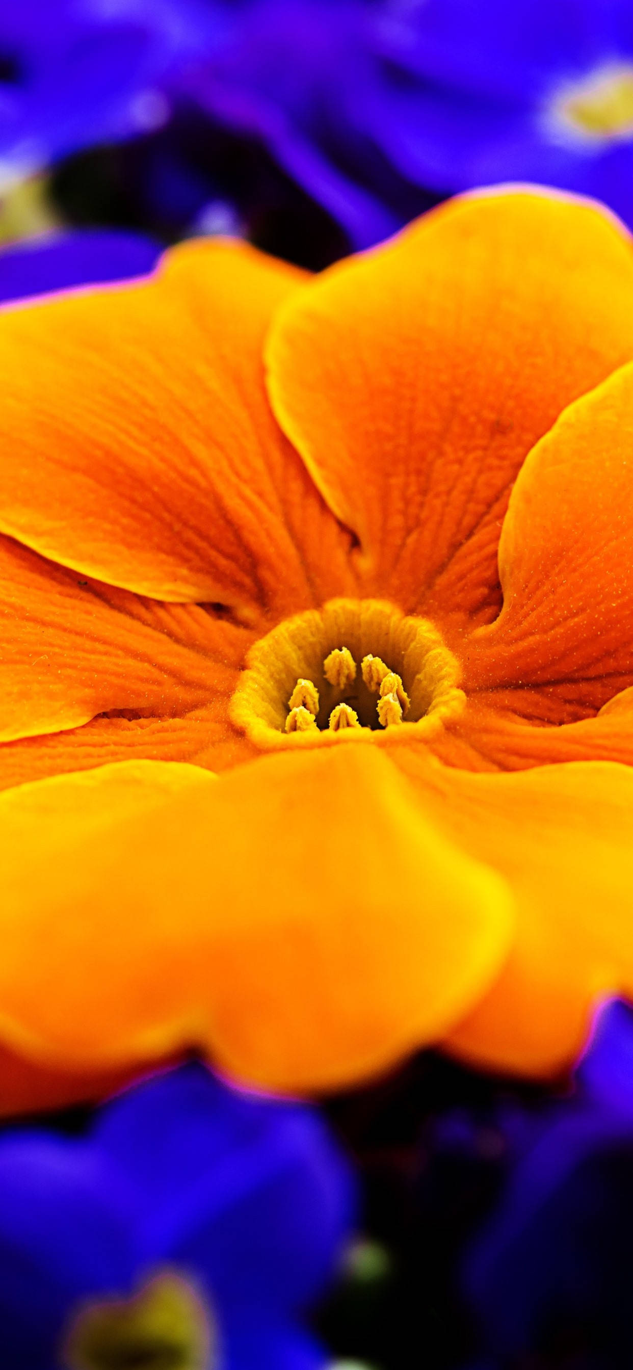 Orange Primrose Flower Fundal