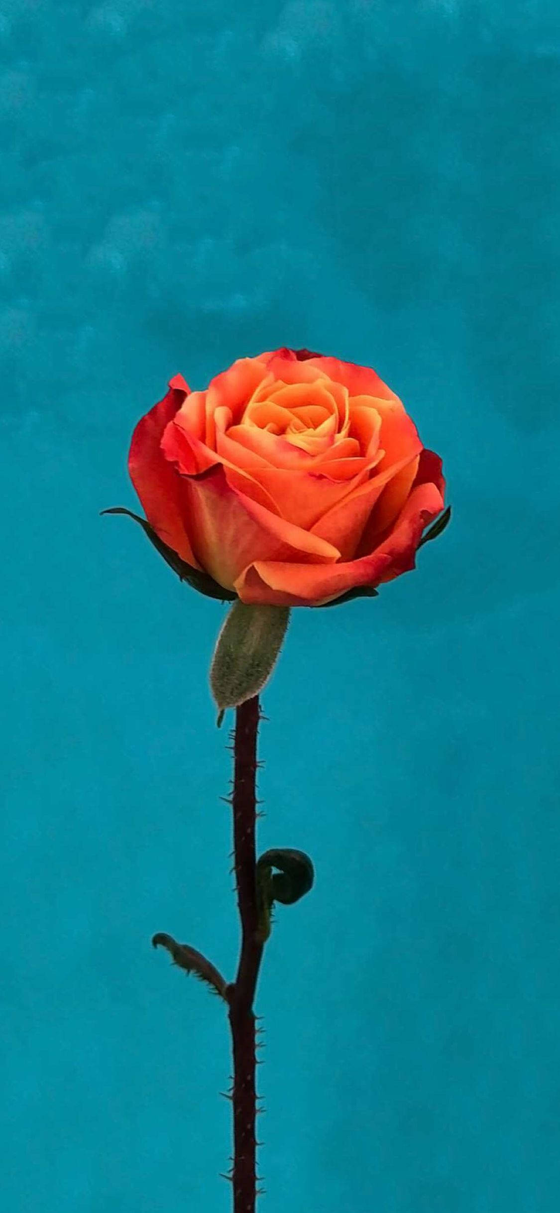 Orange Rose Flower Apple Fundal