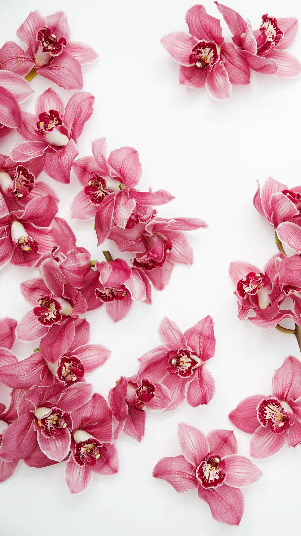 Orhidee Roz Floral iPhone Fundal
