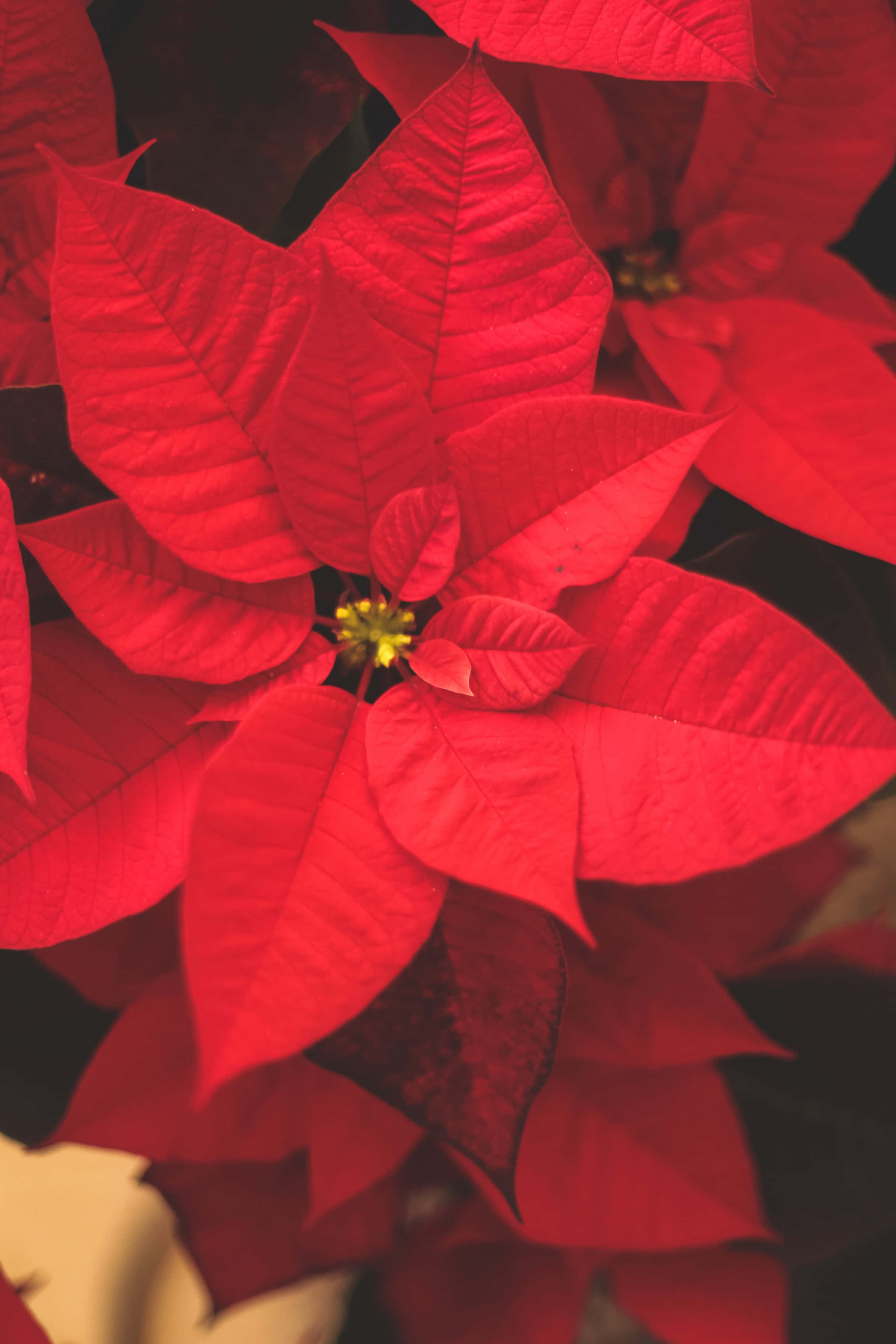 Ornamente cu flori de poinsettia roșii în fundal de Crăciun Fundal