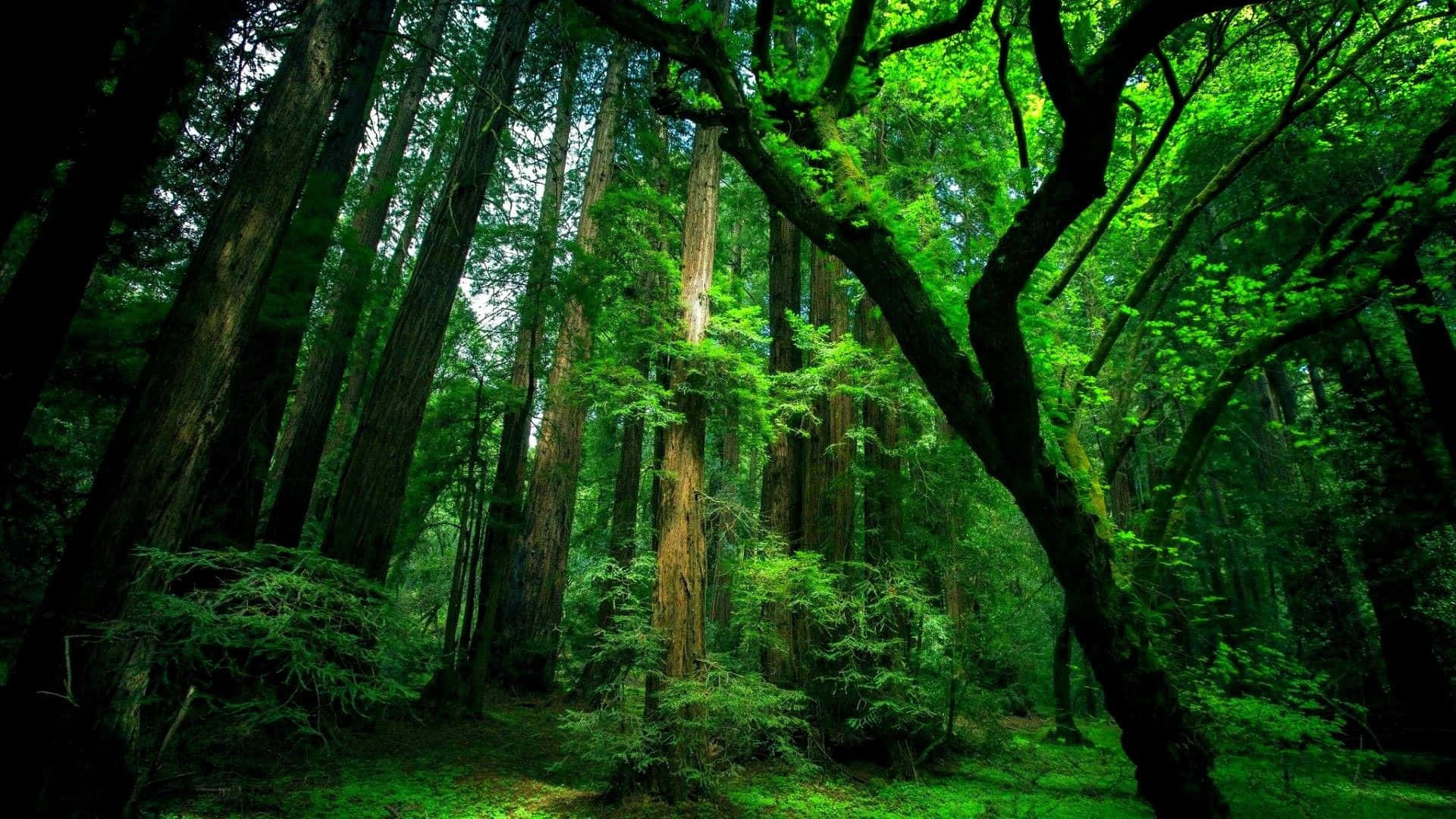 Pădure Amazoniană Verde Neumblată pentru Desktop Fundal
