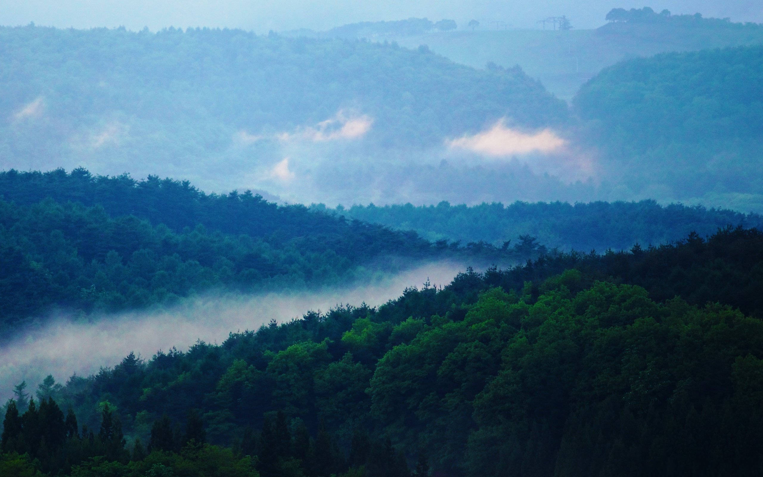 Pădure Cețoasă Cu Vedere La Munte Fundal