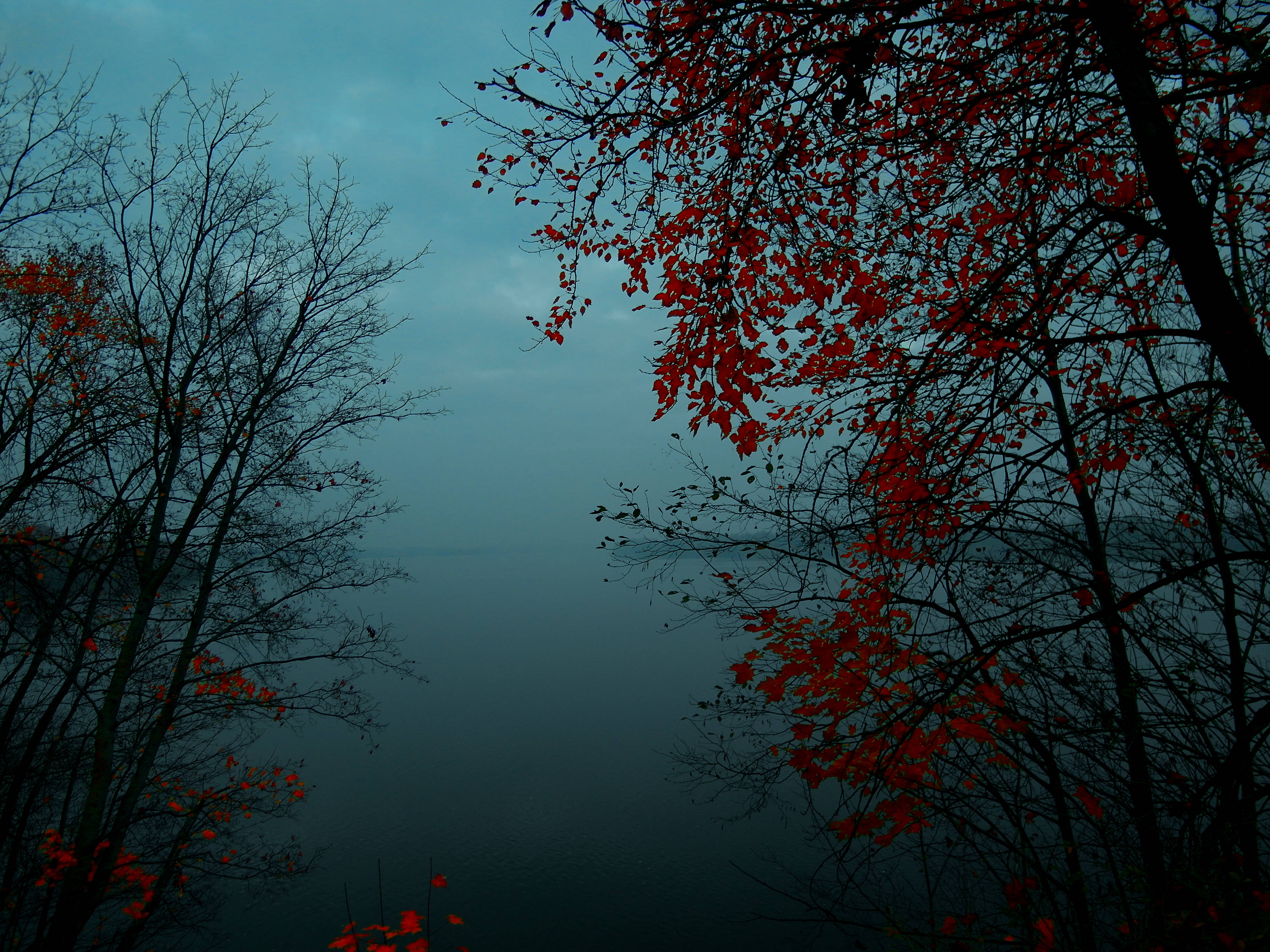 Pădure Cețoasă cu Frunze Roșii Fundal