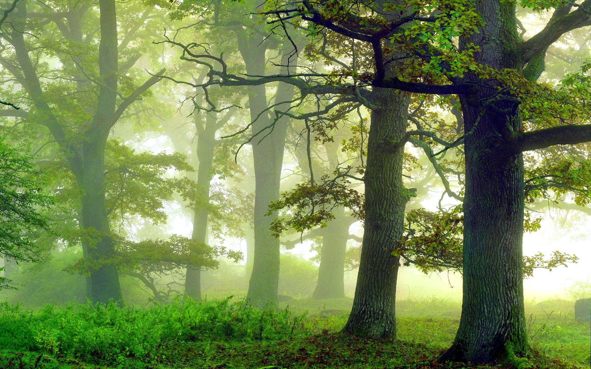 Pădure Cețoasă Verde Fundal