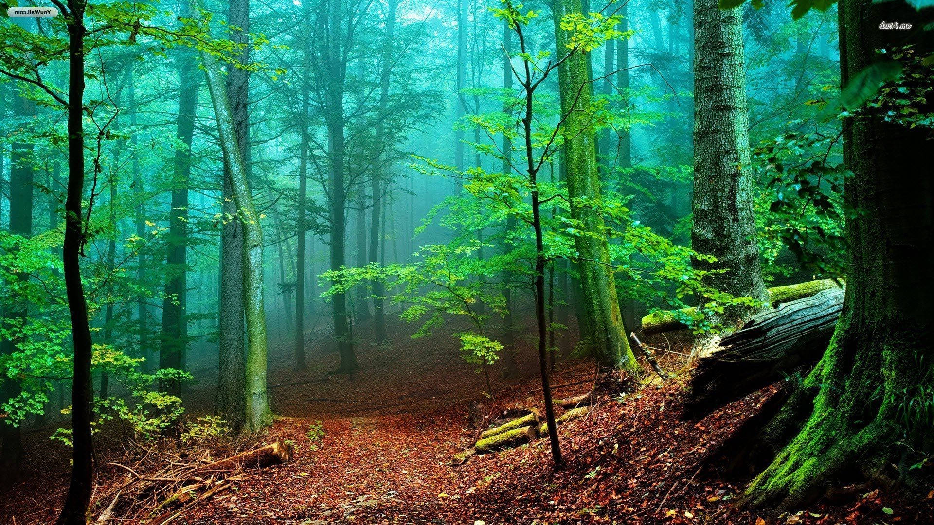 Pădure cețoasă verde strălucitor Fundal