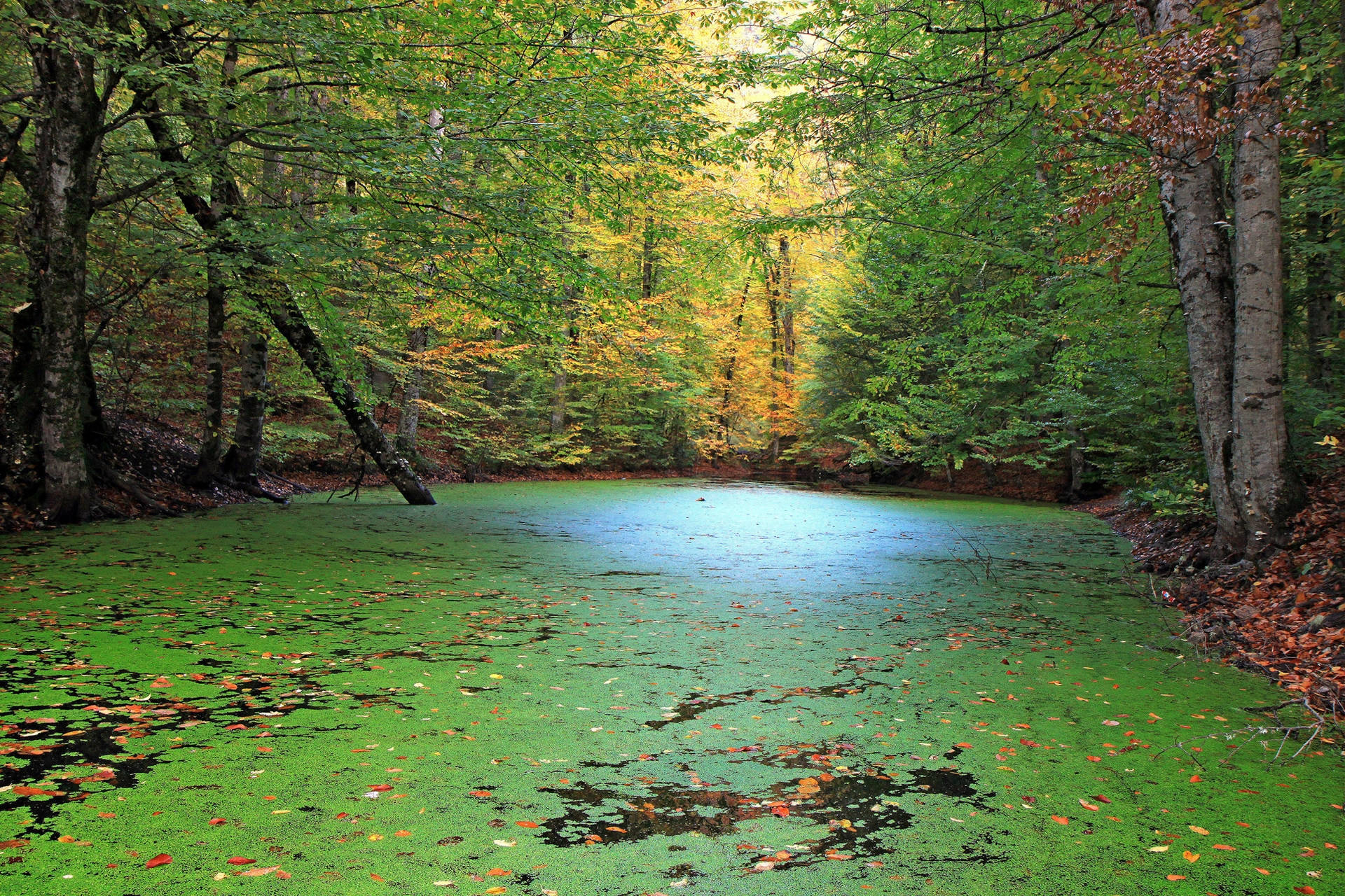 Pădure cu Lac și Mușchi Fundal