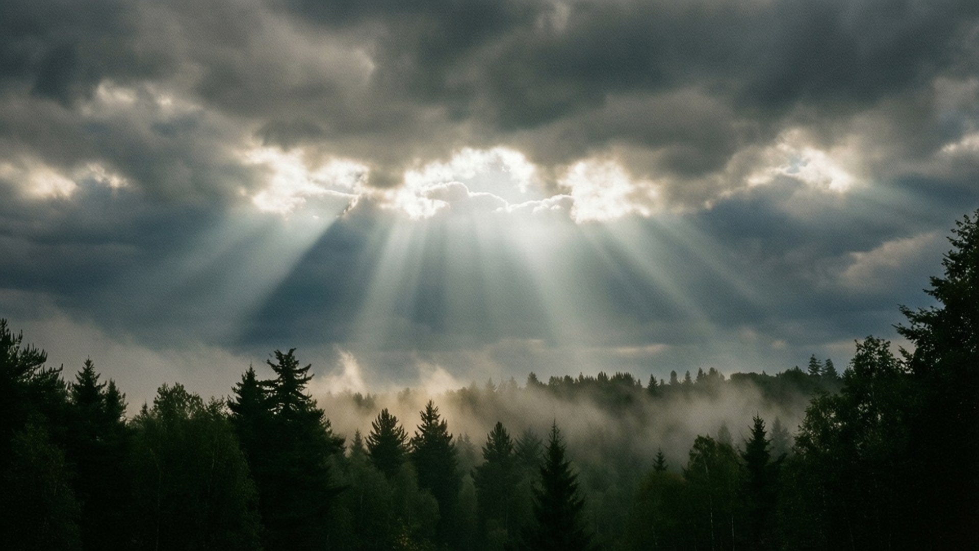 Pădure cu Raze Divine Fundal