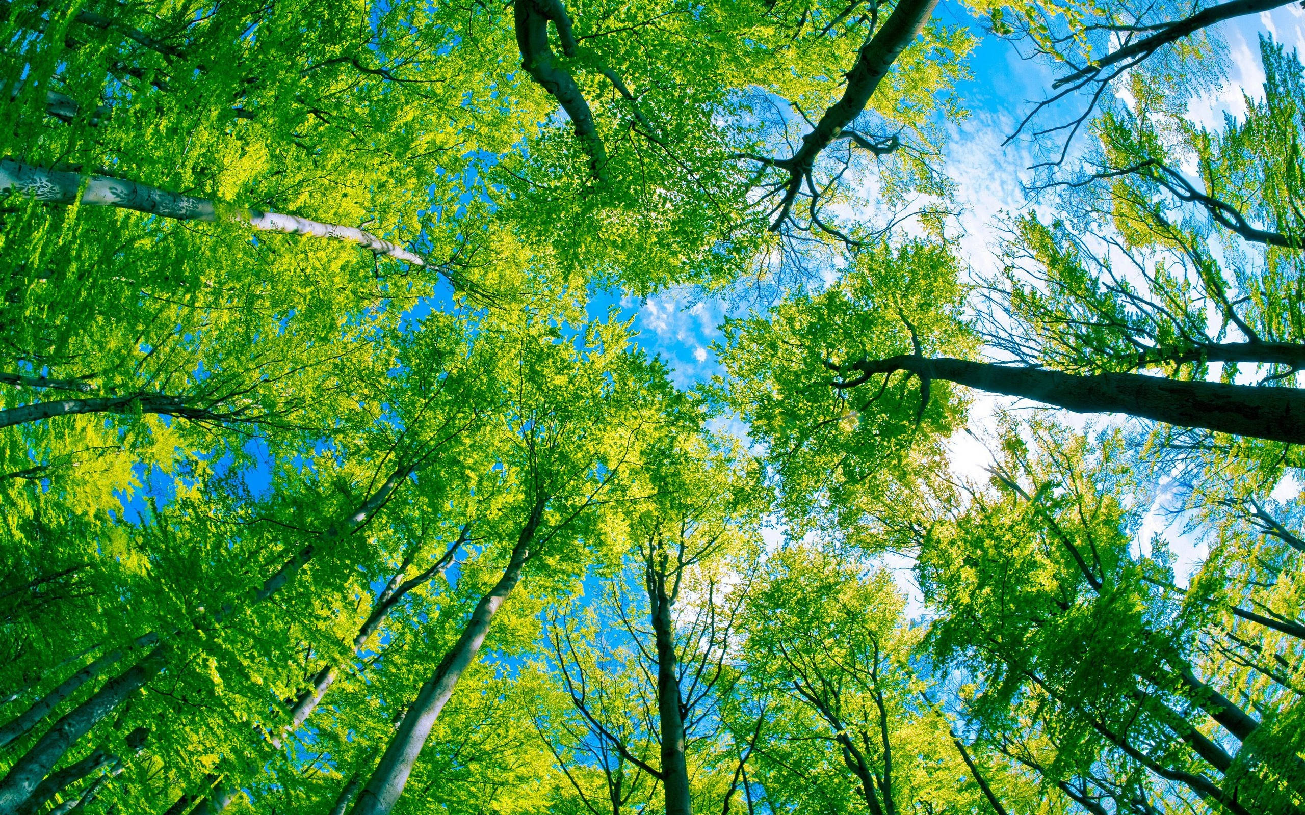 Pădure Densoasă cu Cer Verde Fundal
