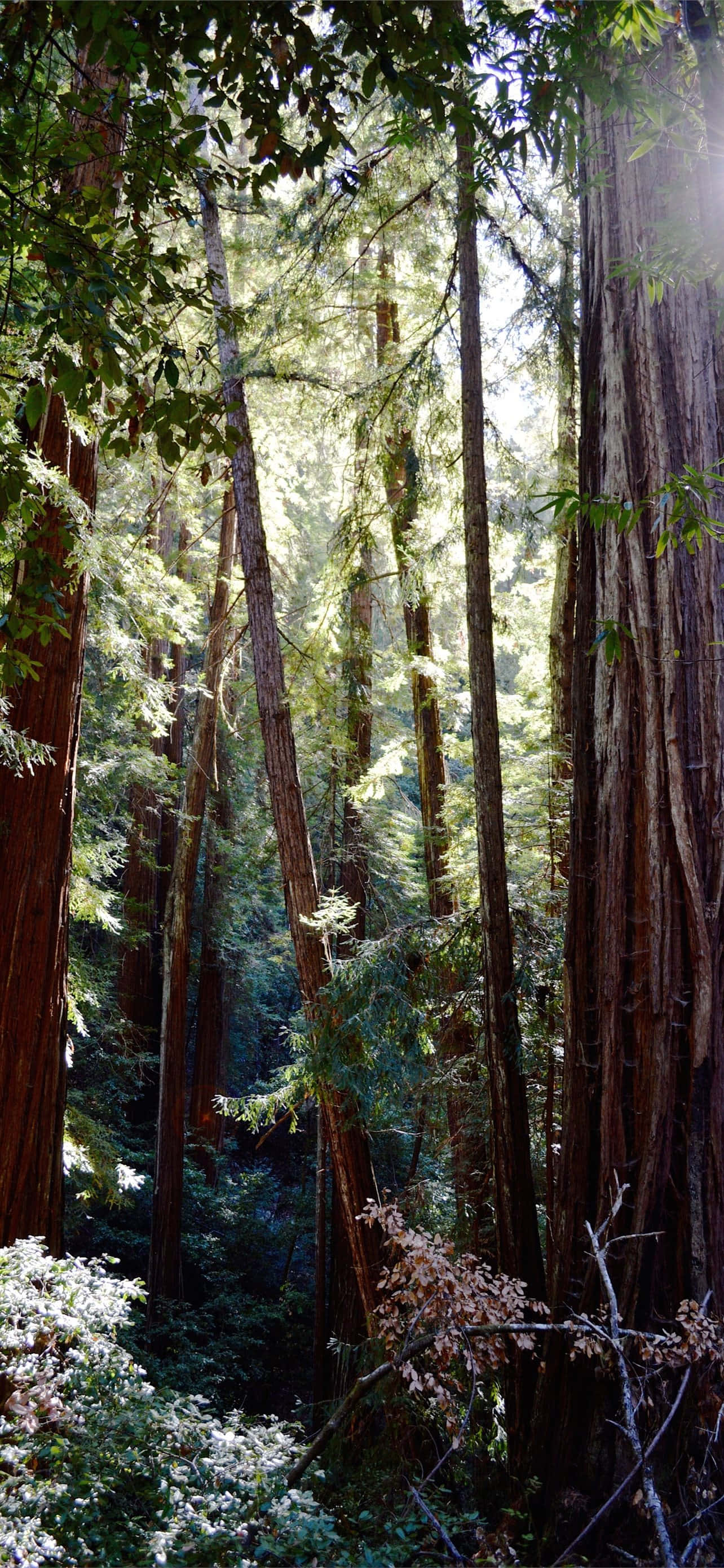 Redwood National Park Dense Wooden Forest Fundal