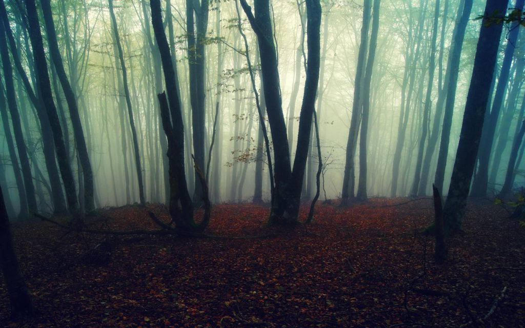 Pădure încețoșată înfiorător de frumoasă, cu frunze căzute Fundal