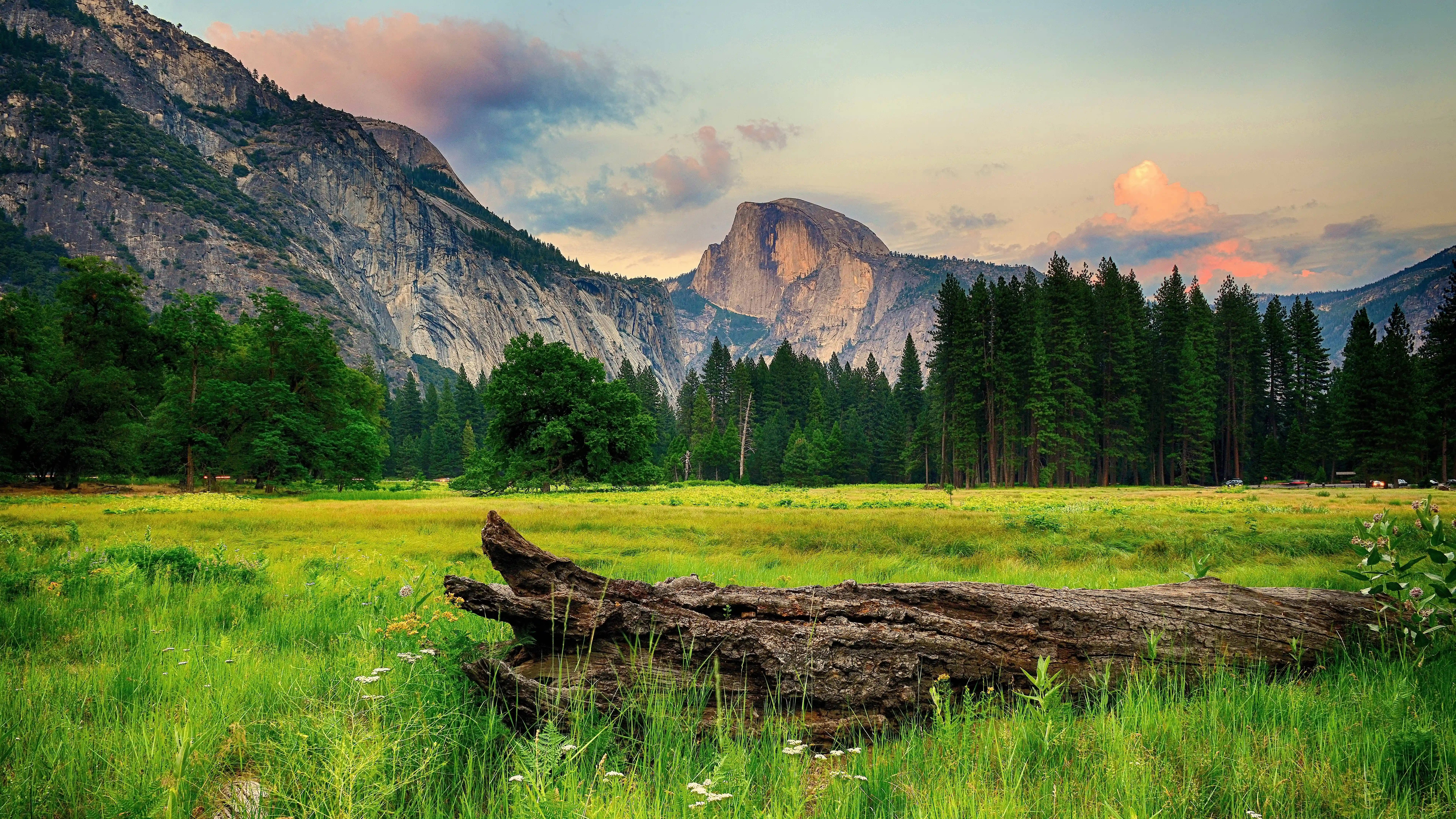 Pădure magnifică, învăluită în 8K Ultra HD spectaculos Fundal