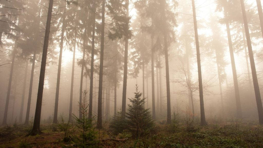 Pădure Misterioasă în Ceață la Răsărit Fundal