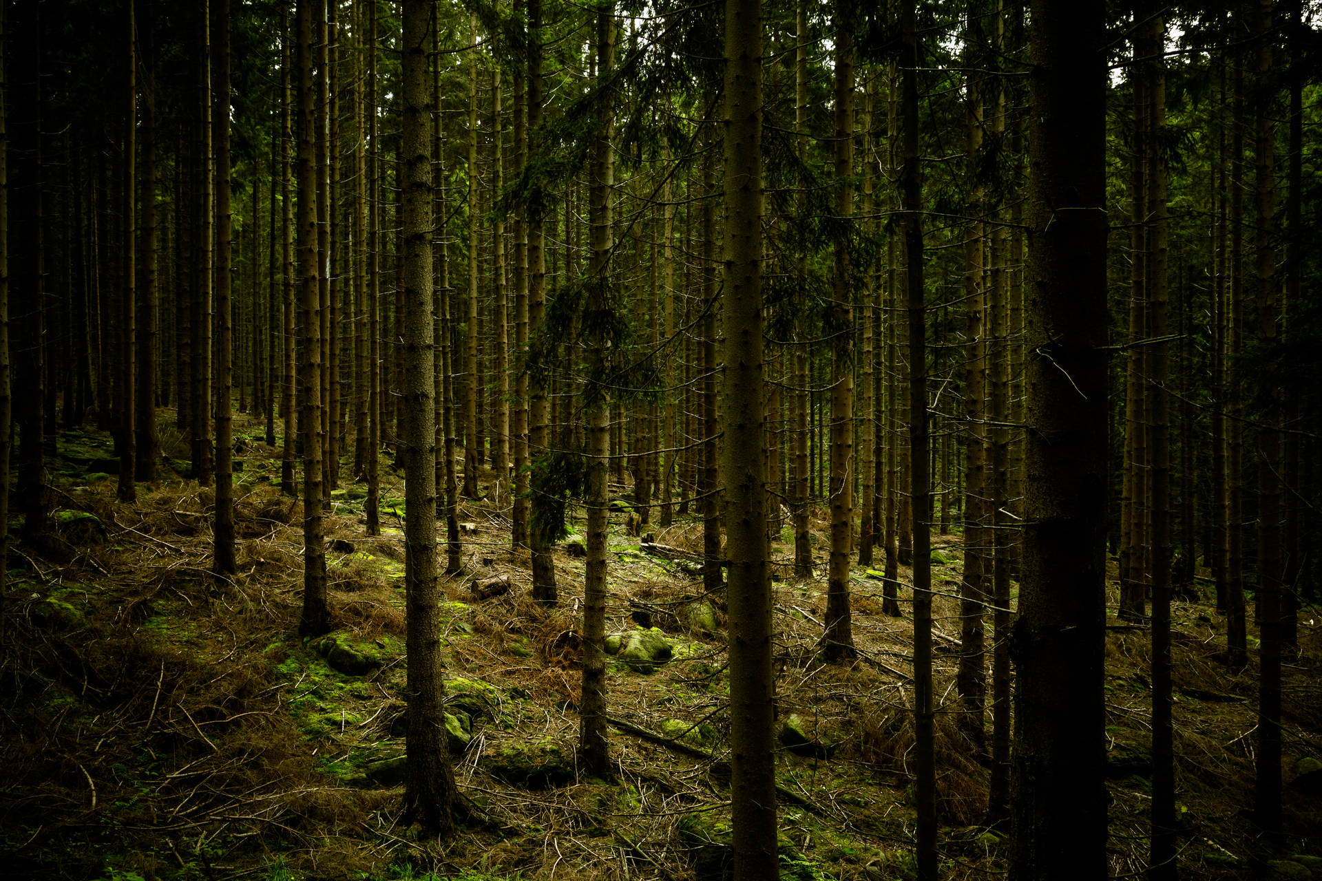 Tapet Pădure Verde Închis — Întunecat Fundal