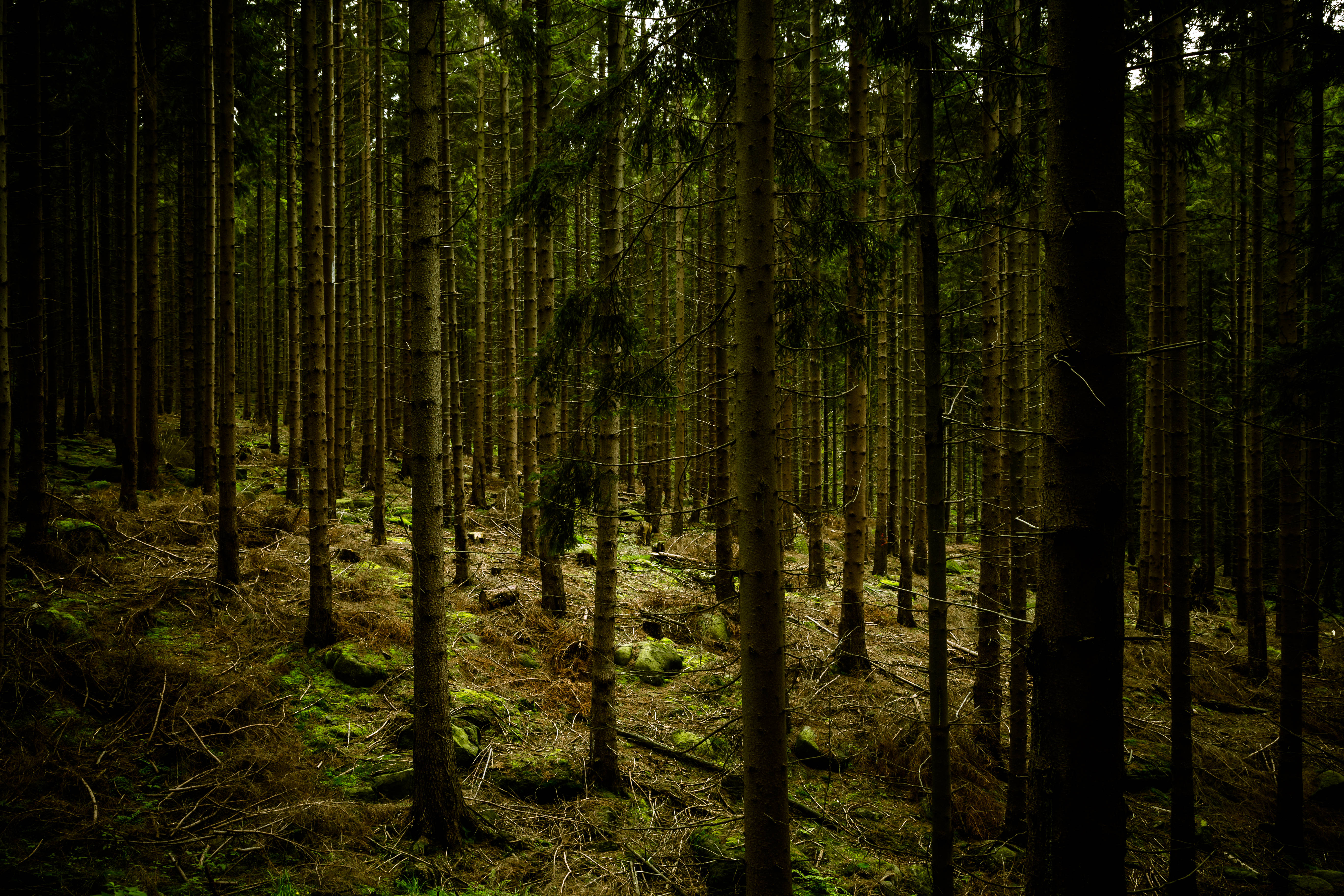 Pădure verde închis Fundal