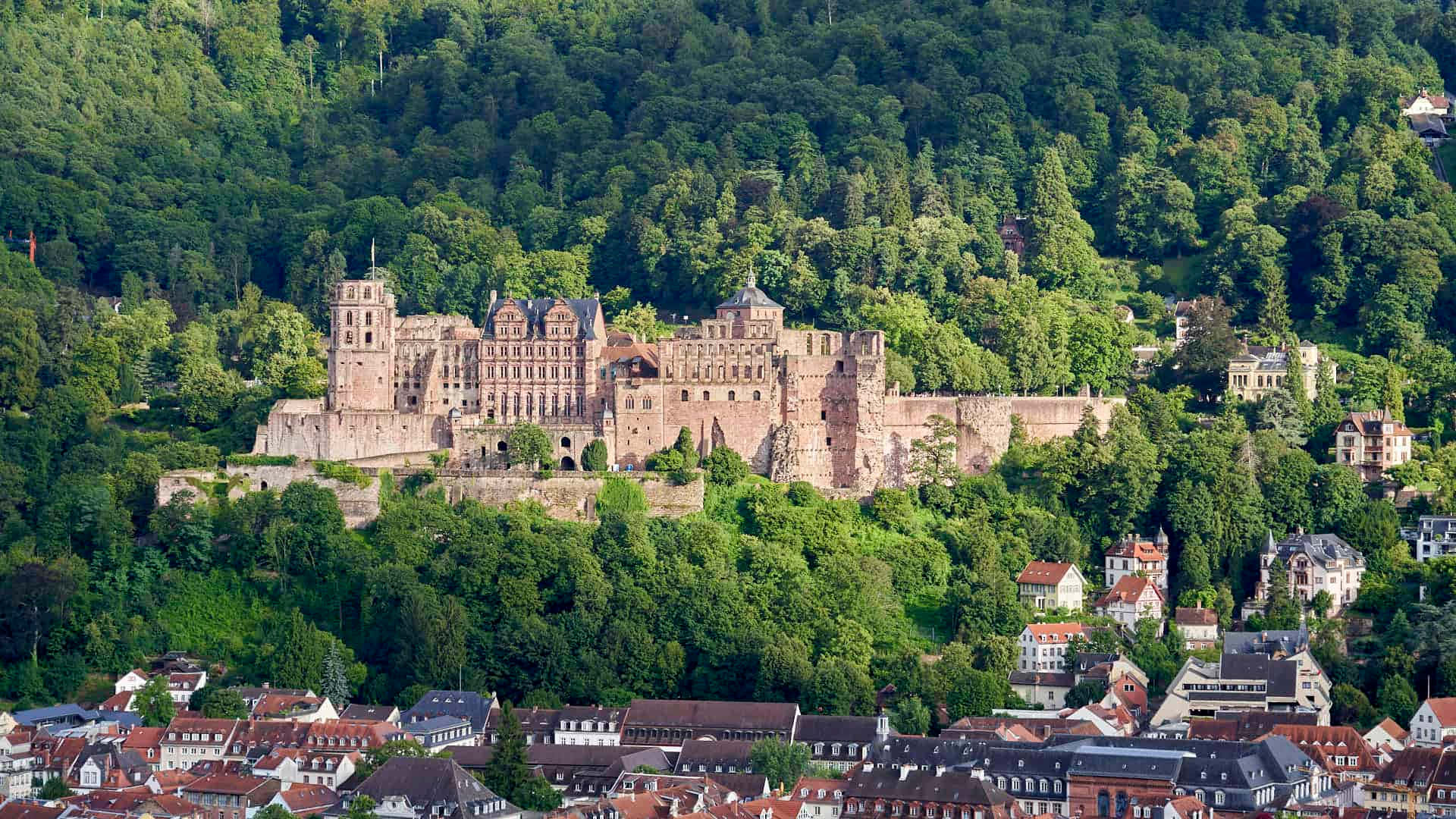 Pădurea din jurul Castelului Heidelberg Fundal